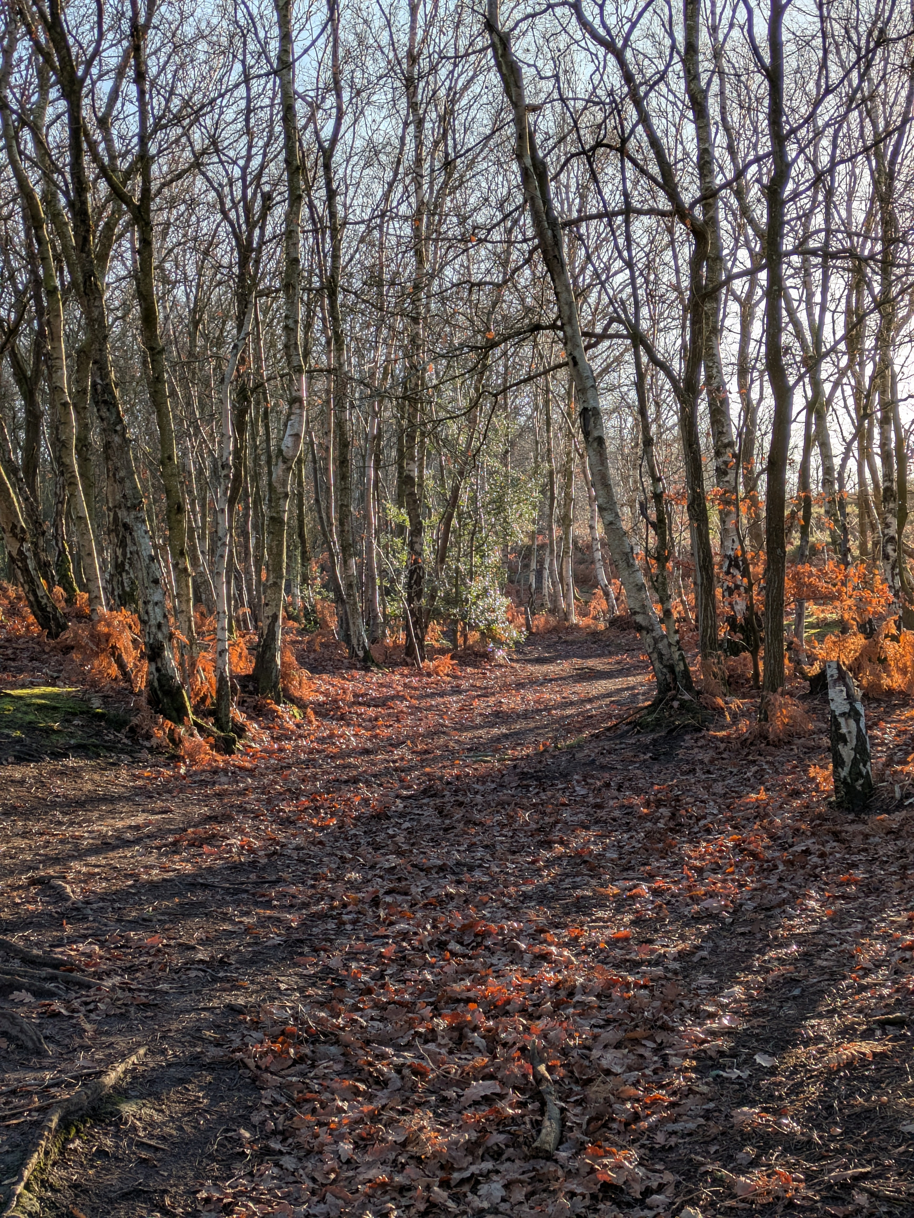 A serene forest path covered in fallen leaves is illuminated by sunlight filtering through bare trees.