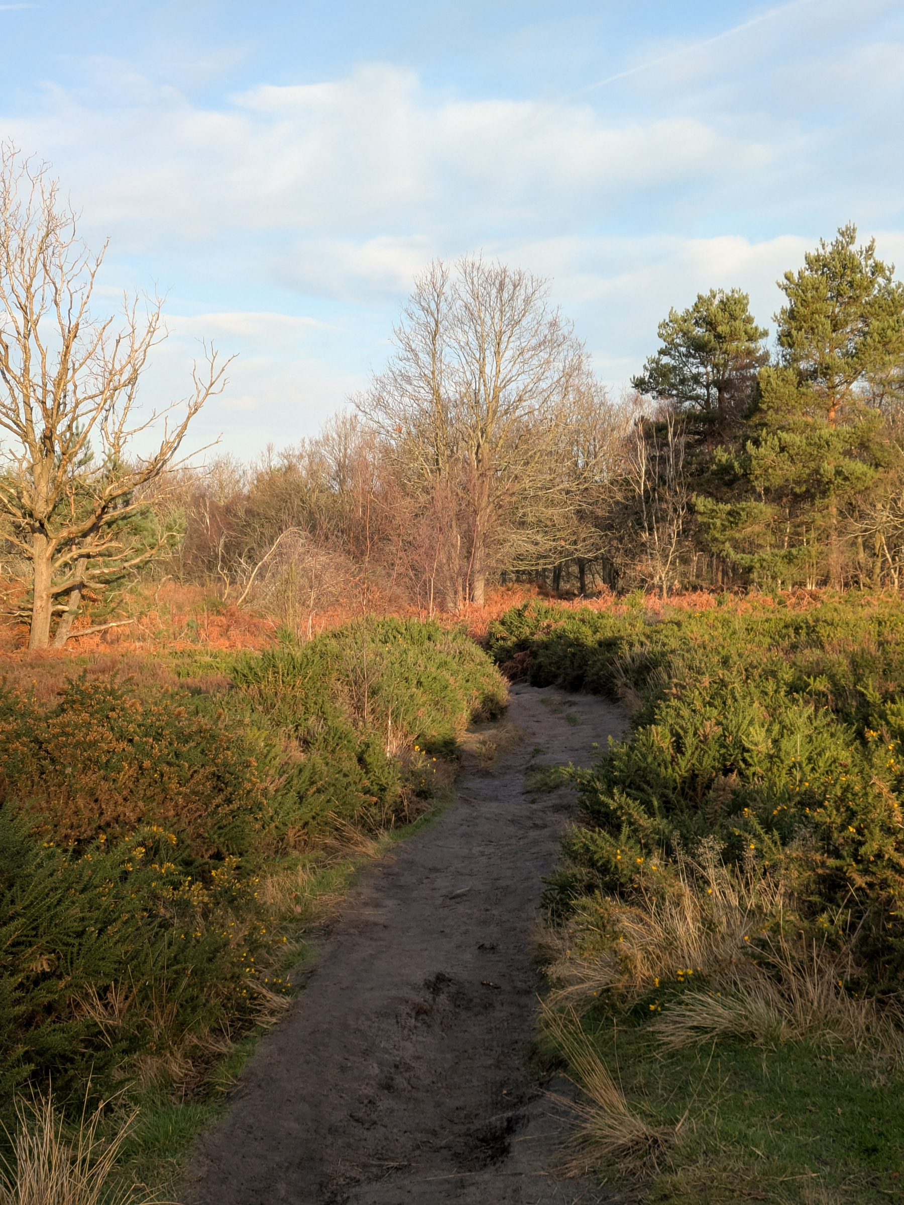A narrow dirt path winds through a natural landscape featuring bushes and trees under a partly cloudy sky.