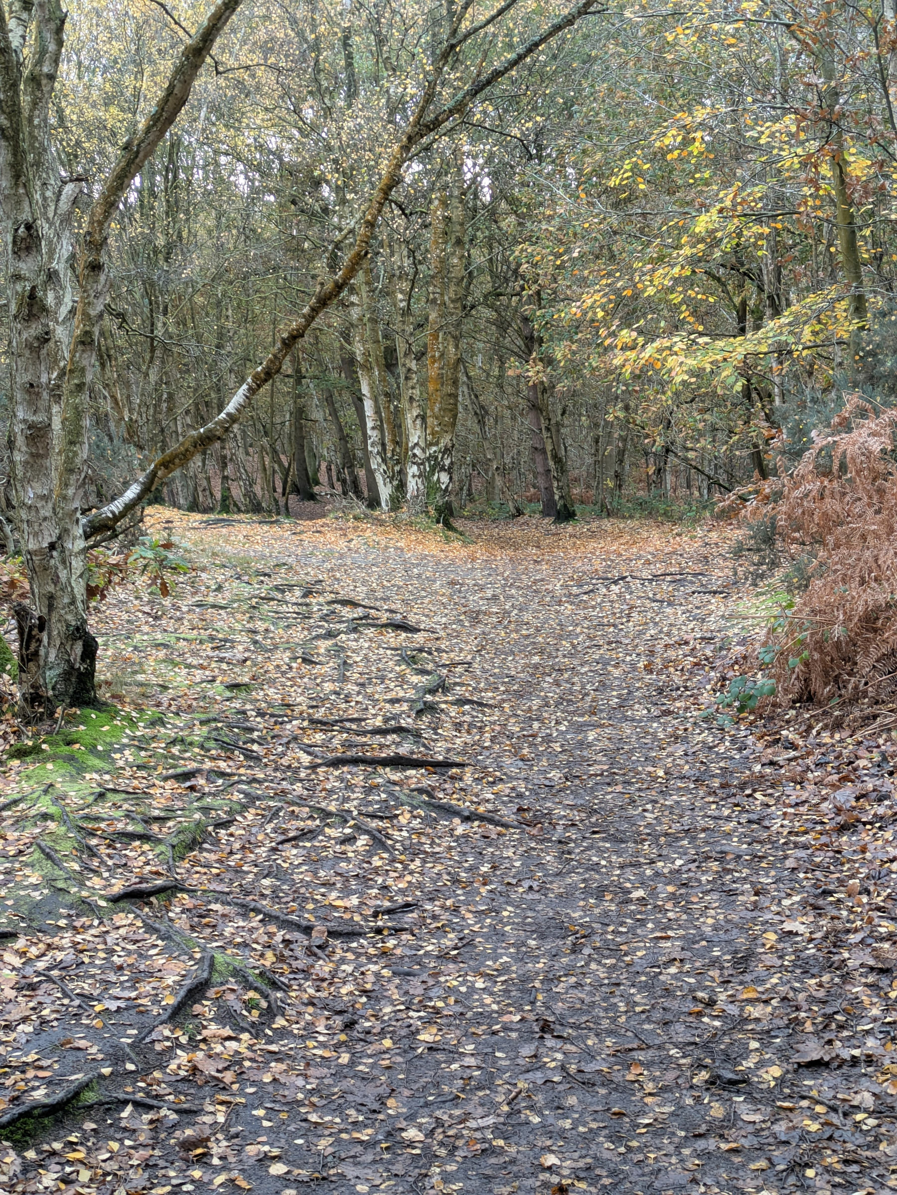 A forest pathway is strewn with fallen autumn leaves, surrounded by trees with sparse foliage.