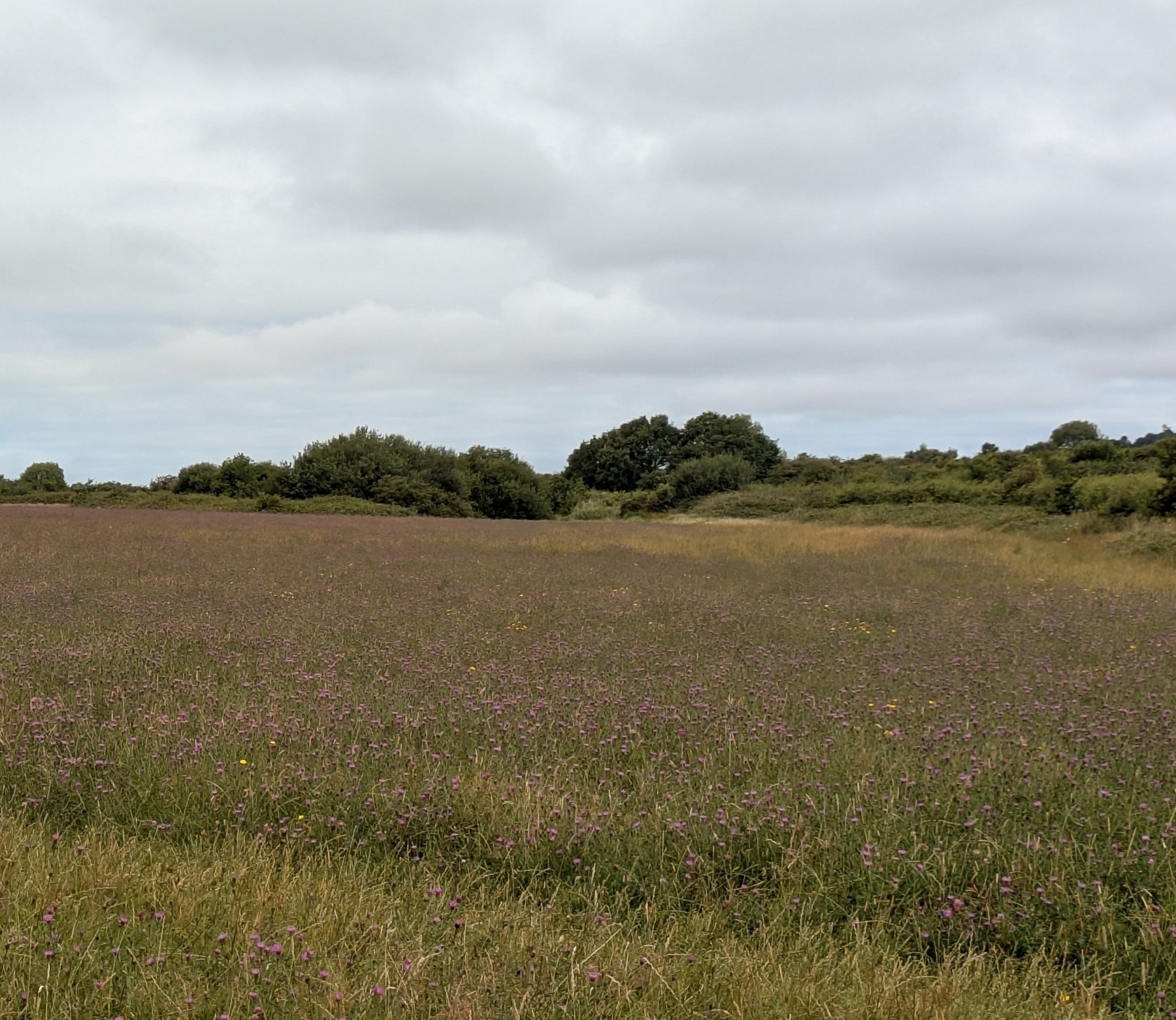 A field of purple wild flowers, possibly common knapweed, among grass with trees behind under a cloudy sky.