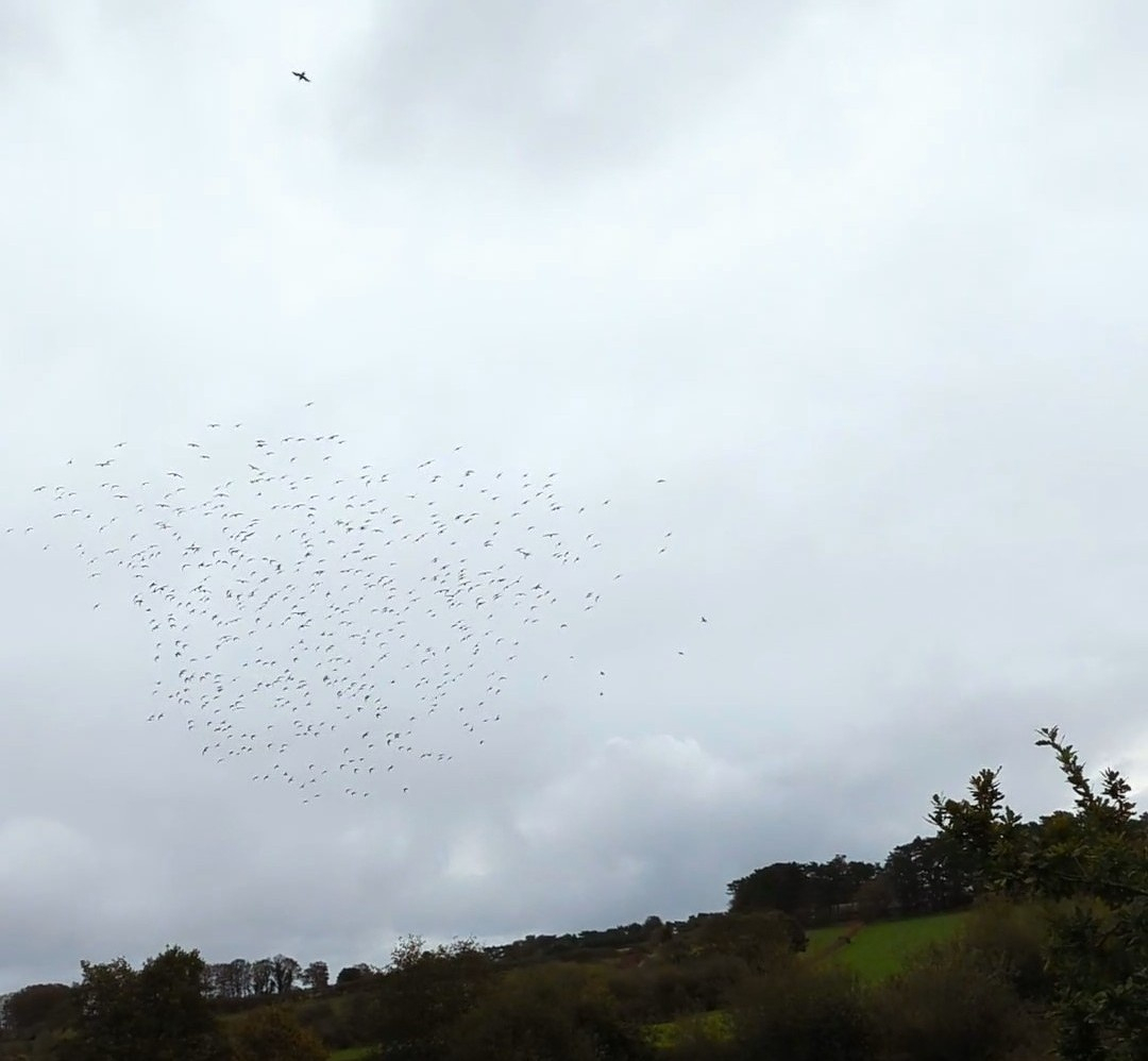 A flock of birds is flying in the sky above a rural landscape with fields and trees.