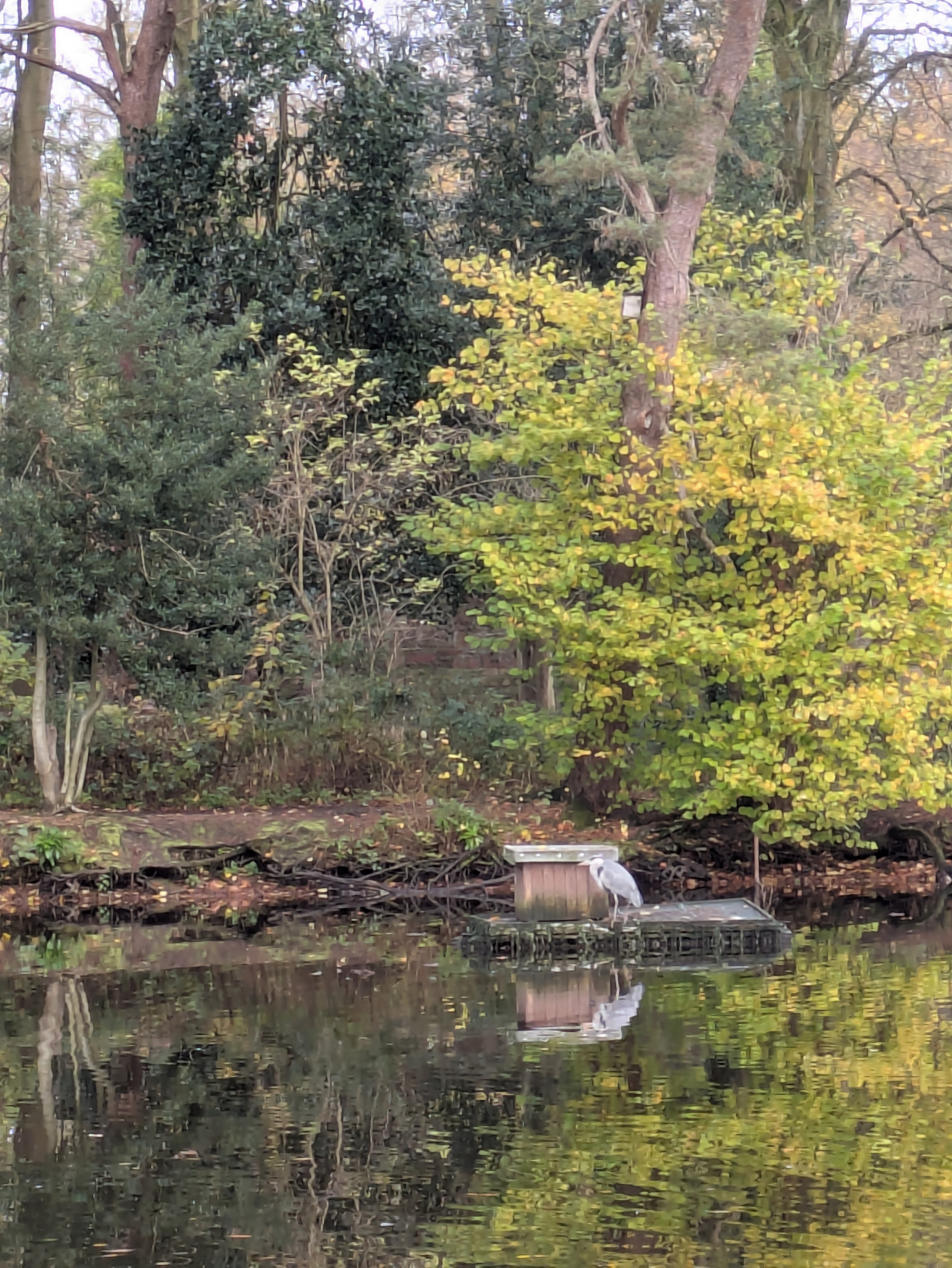 A heron stands by the edge of a tree-lined pond, reflecting in the calm water.