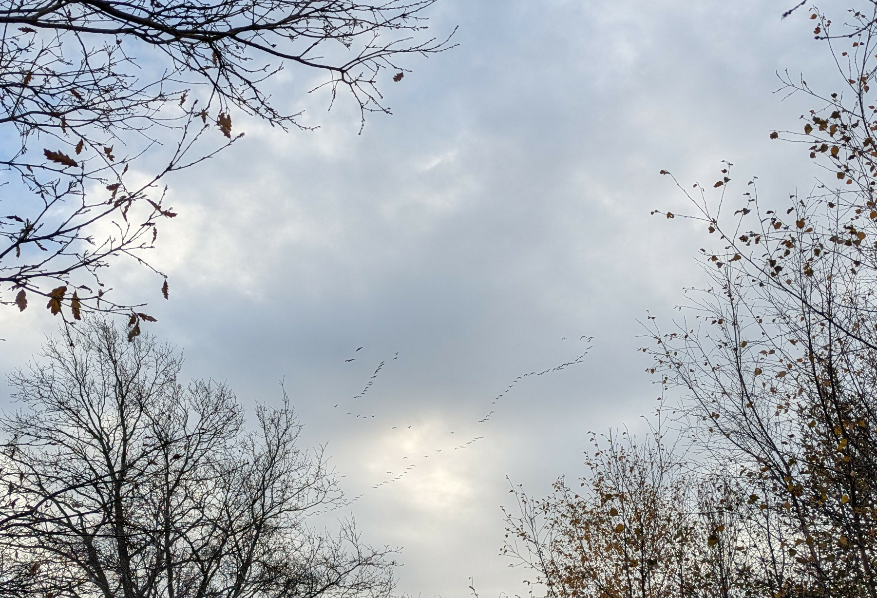 A flock of birds flies across a cloudy sky framed by leafless trees.