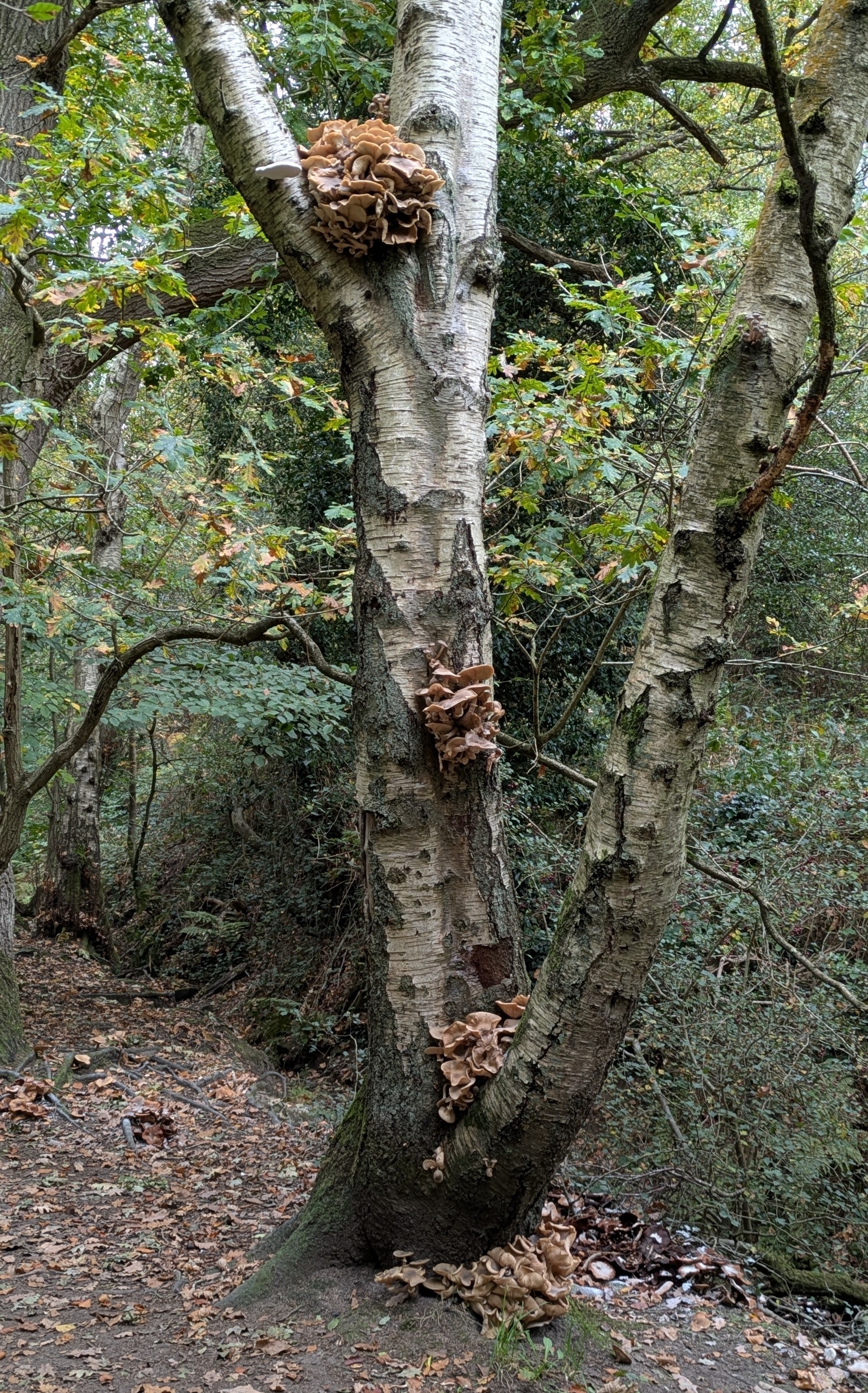 A tree with large clusters of brown mushrooms growing on its trunk stands in a wooded area.