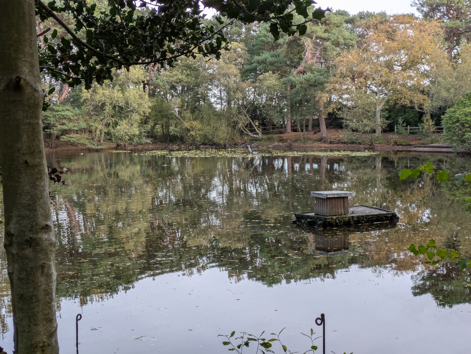 A tranquil pond reflects the surrounding trees, with a small wooden platform floating in the center.