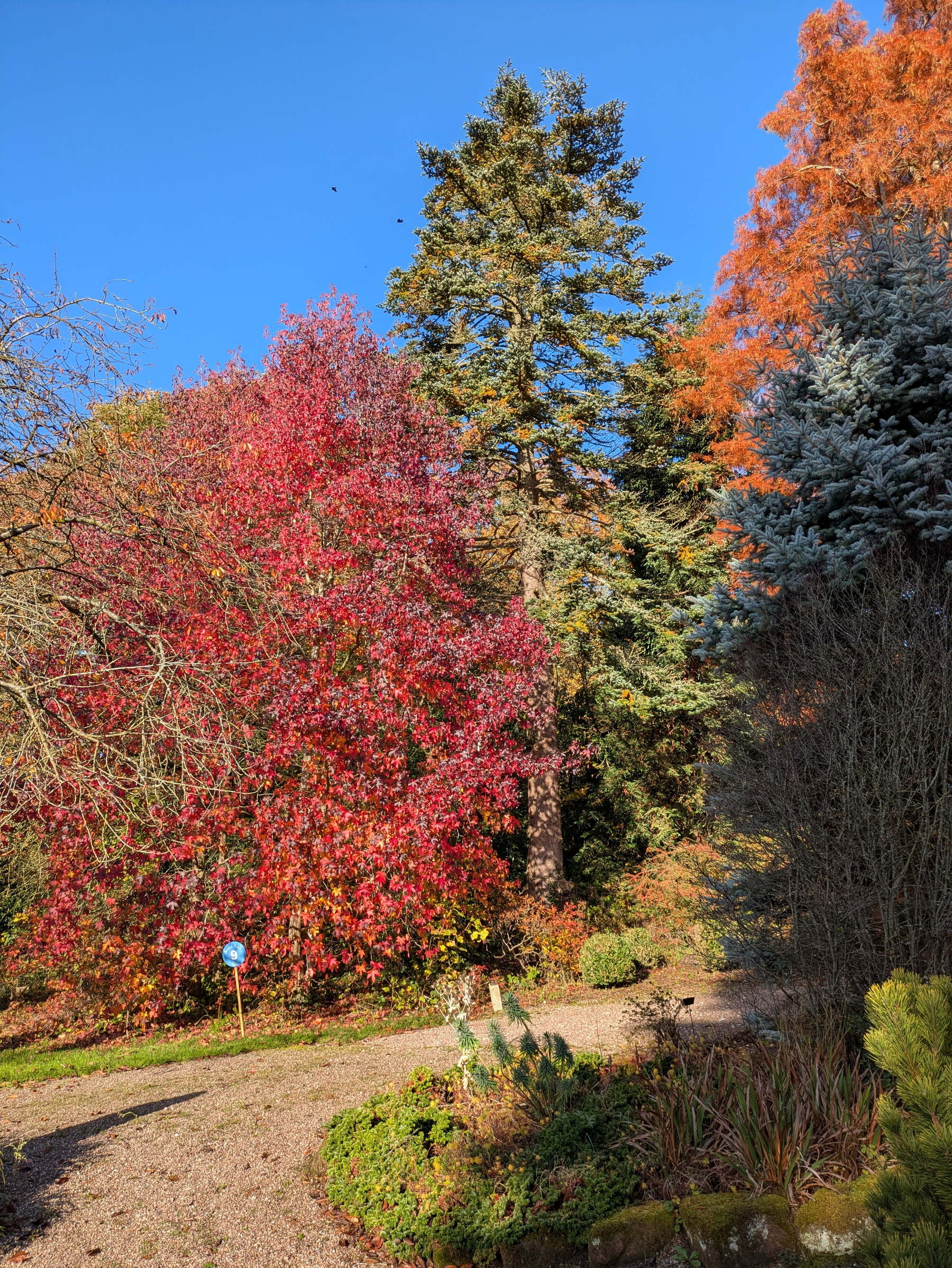 A vibrant autumn landscape features colorful trees in shades of red, orange, and green under a clear blue sky.