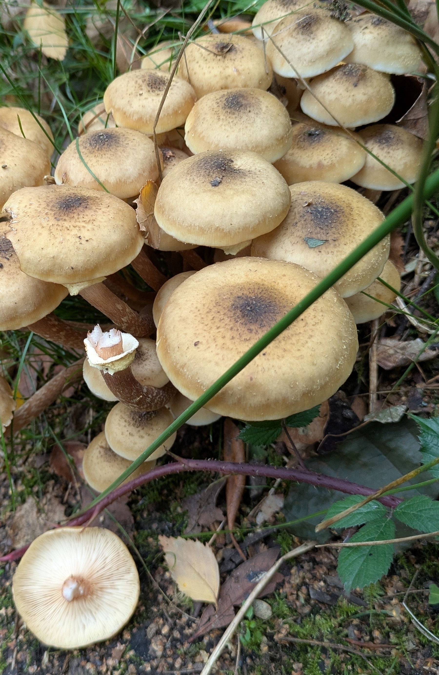 A cluster of light brown mushrooms with spotted caps is surrounded by grass and leaves.