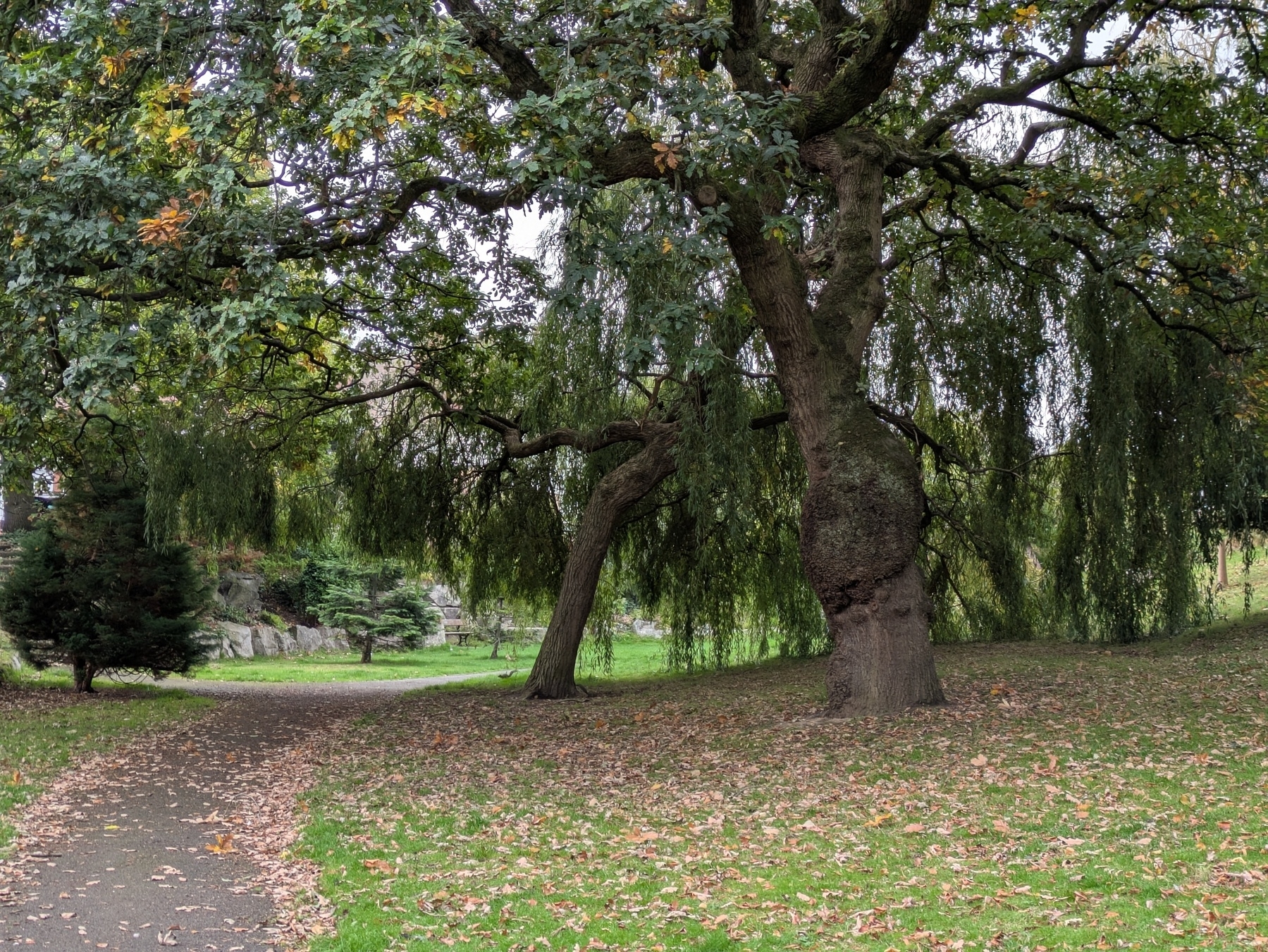 A large, leafy tree stands next to a path in a park-like setting with scattered fallen leaves.