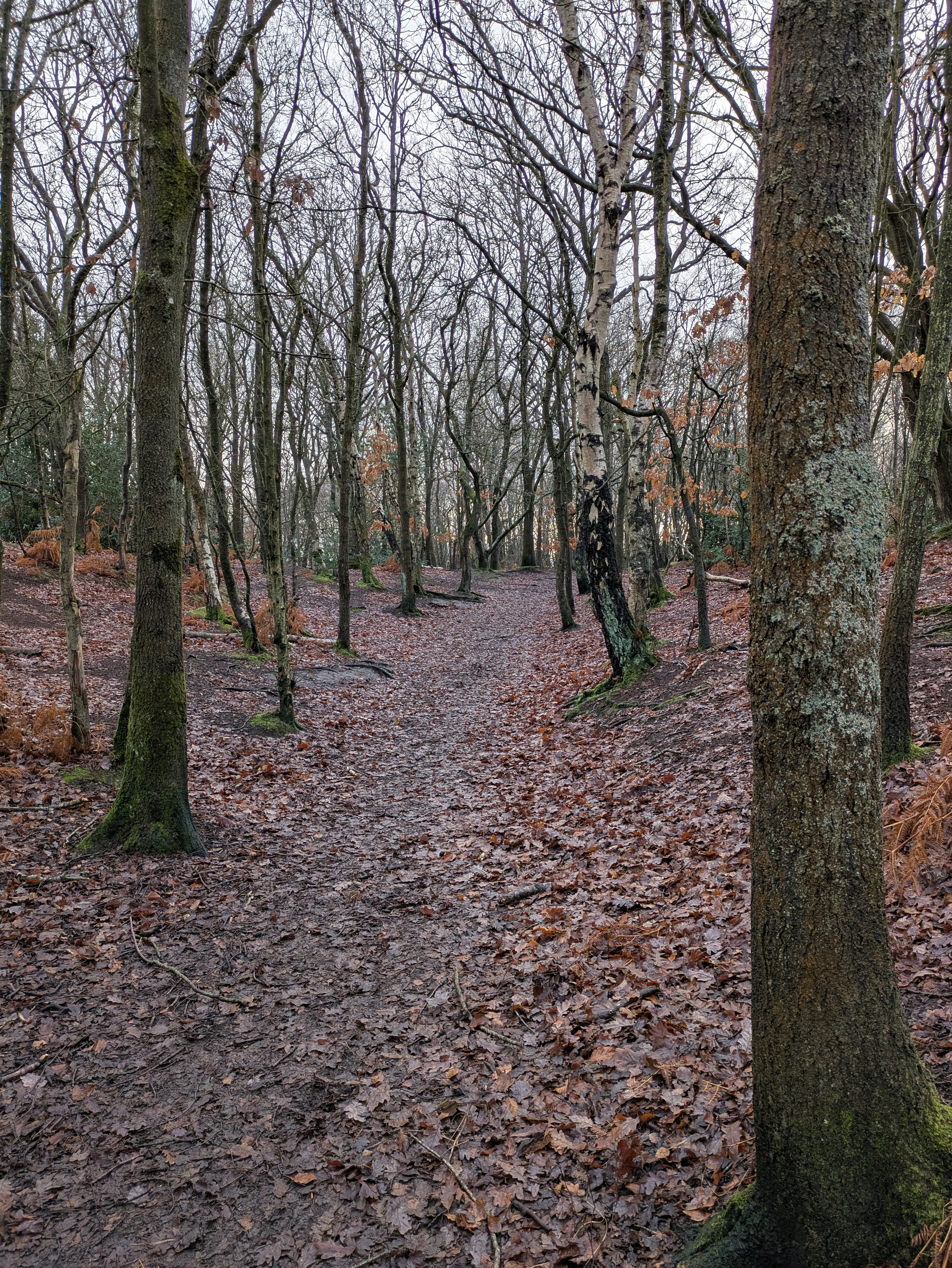 A narrow path covered with fallen leaves winds through a forest of bare trees.
