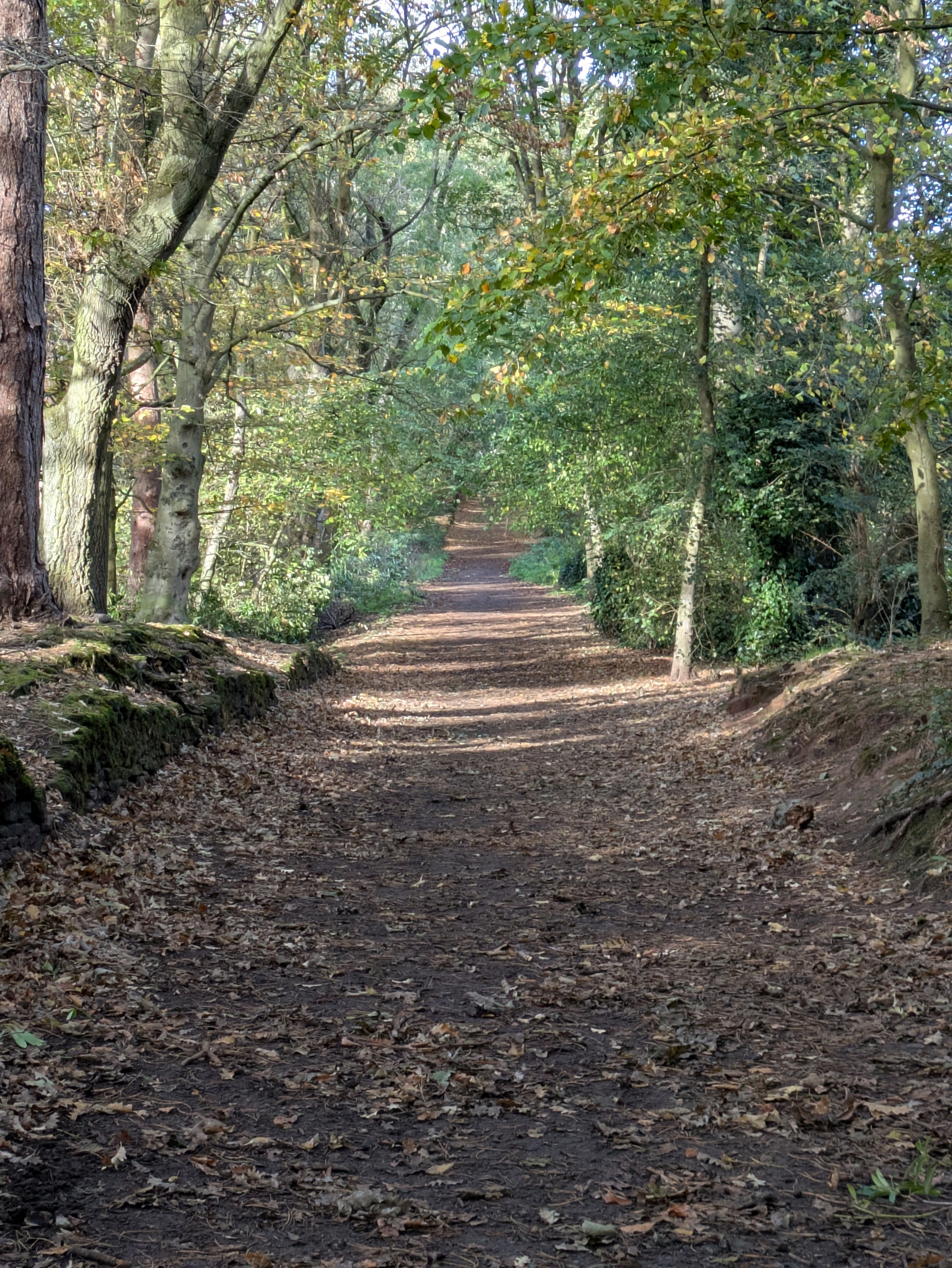 A dirt path covered with fallen leaves winds through a dense, green forest.