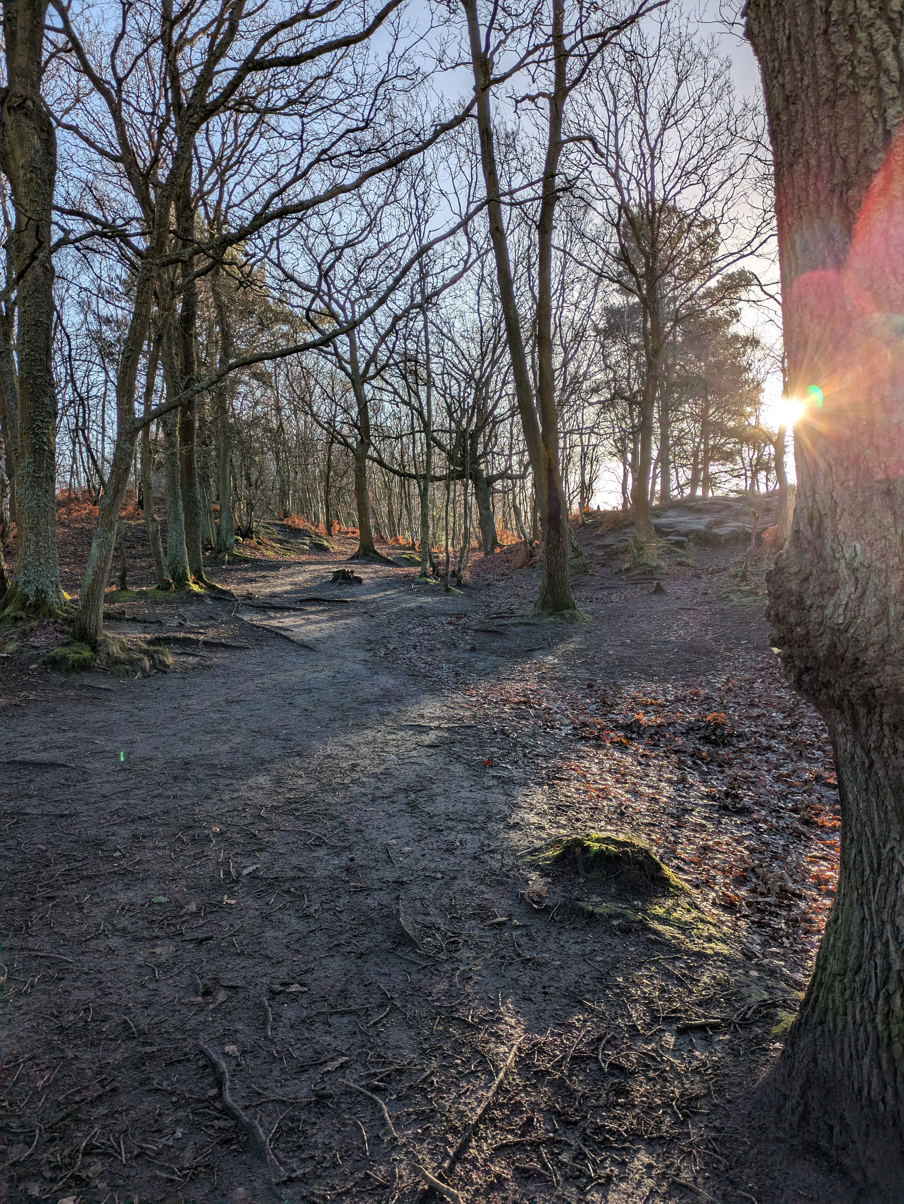 A sunlit forest trail is surrounded by tall, leafless trees, with sunlight streaming through the branches.