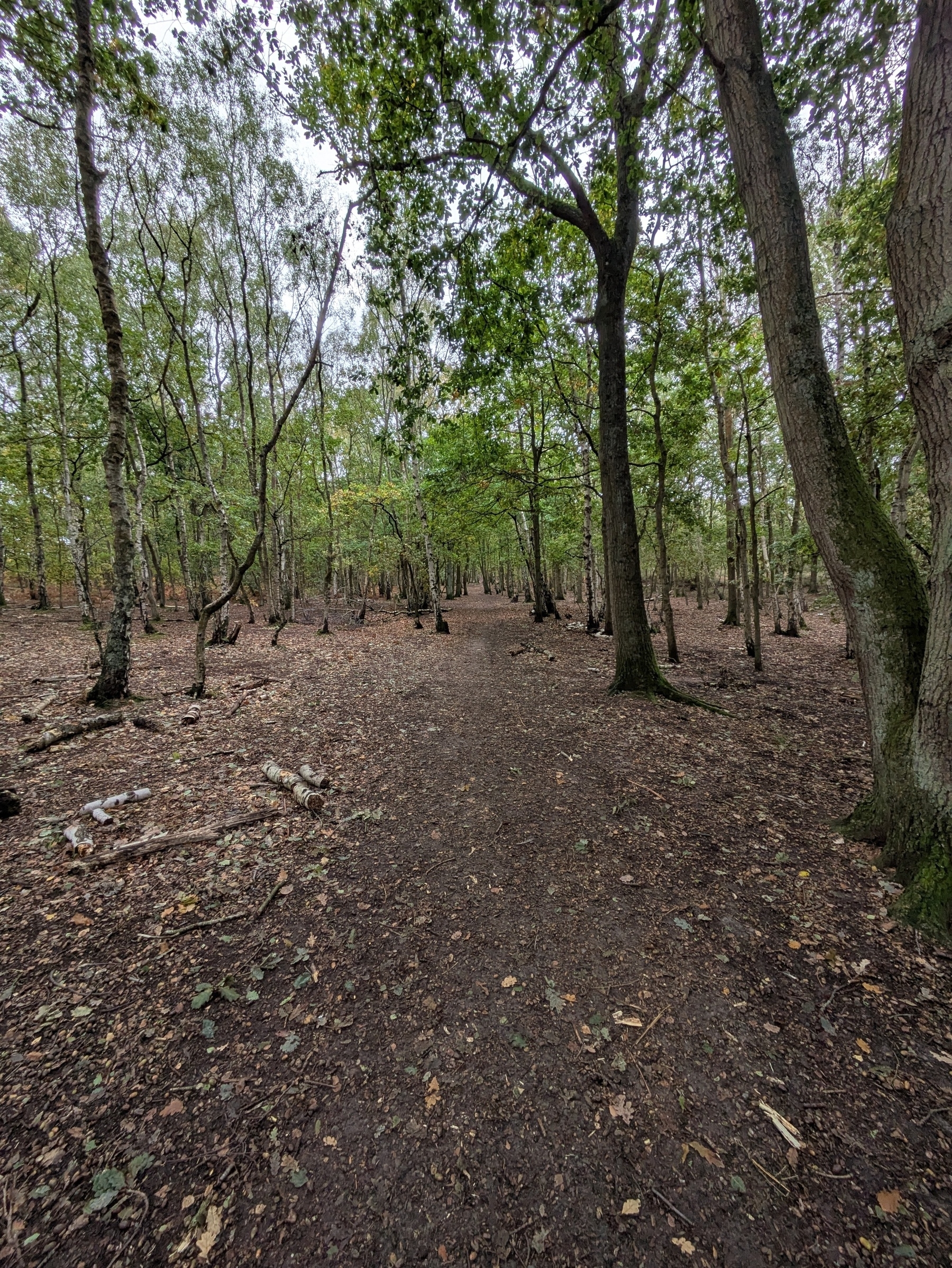 A dirt path winds through a serene forest with tall trees and scattered fallen leaves.