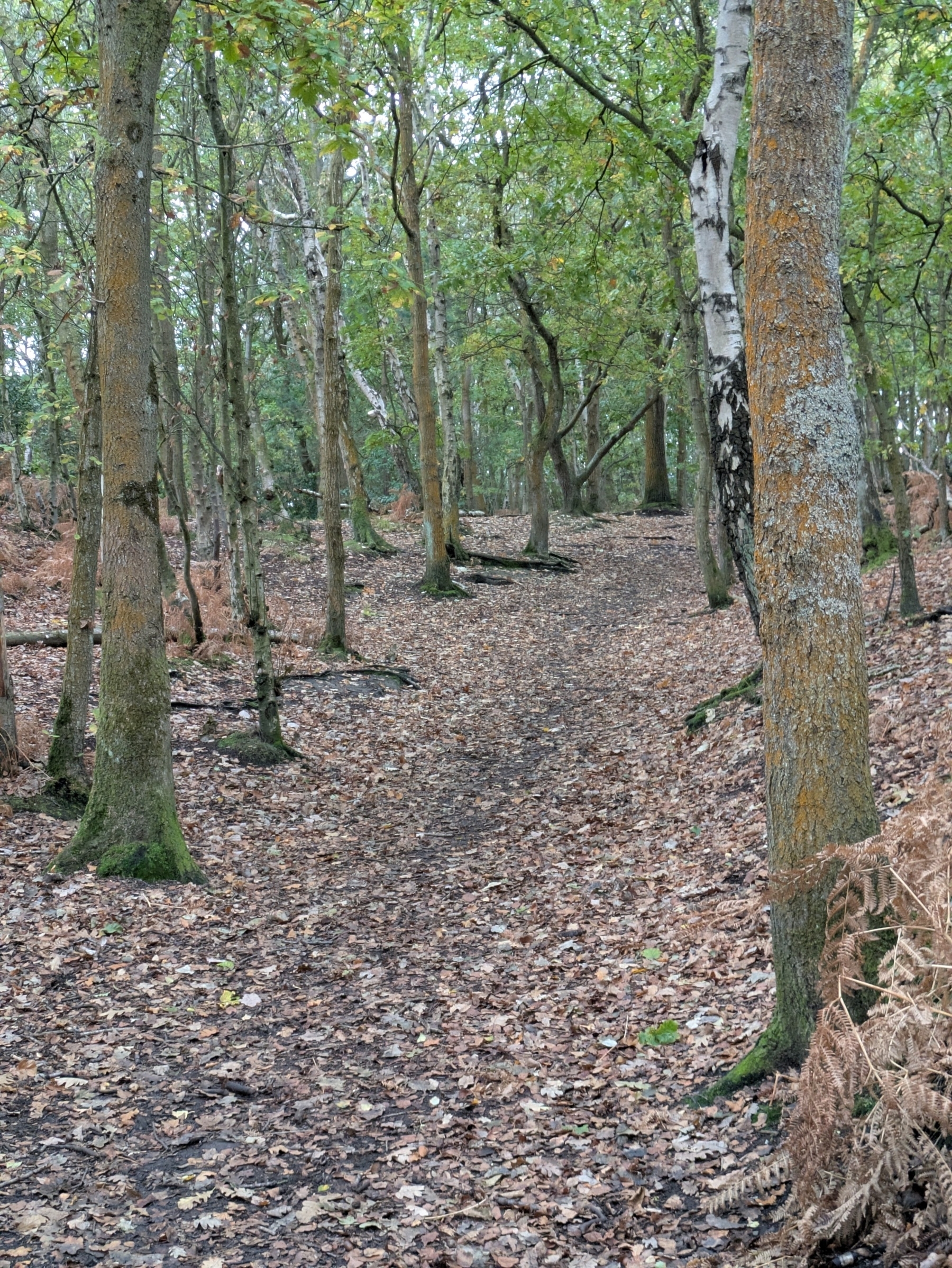 A forest path covered in fallen leaves winds through tall trees with a mix of green and brown foliage.