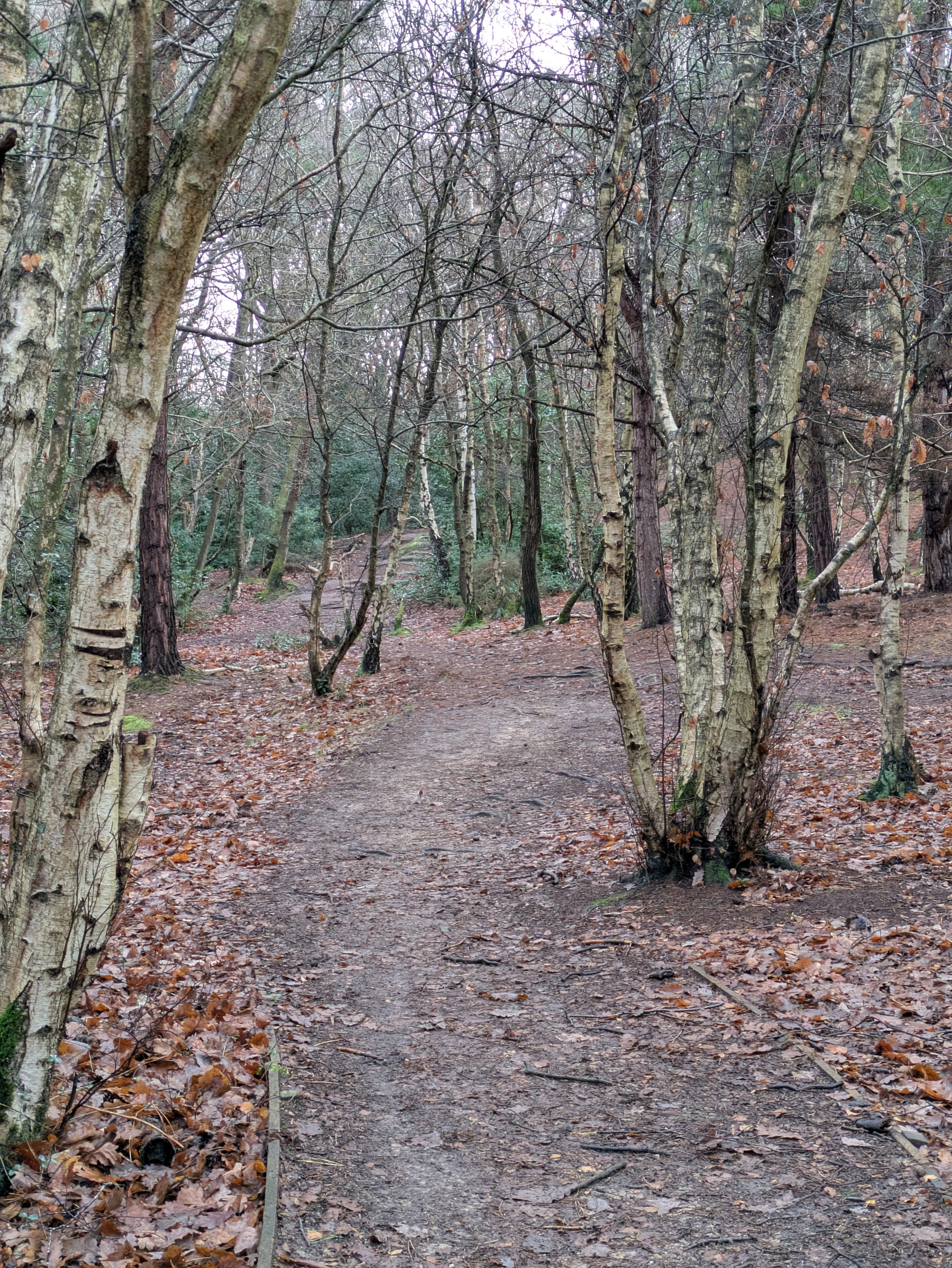 A narrow dirt path winds through a forest of slender, leafless trees with a ground covered in fallen leaves.