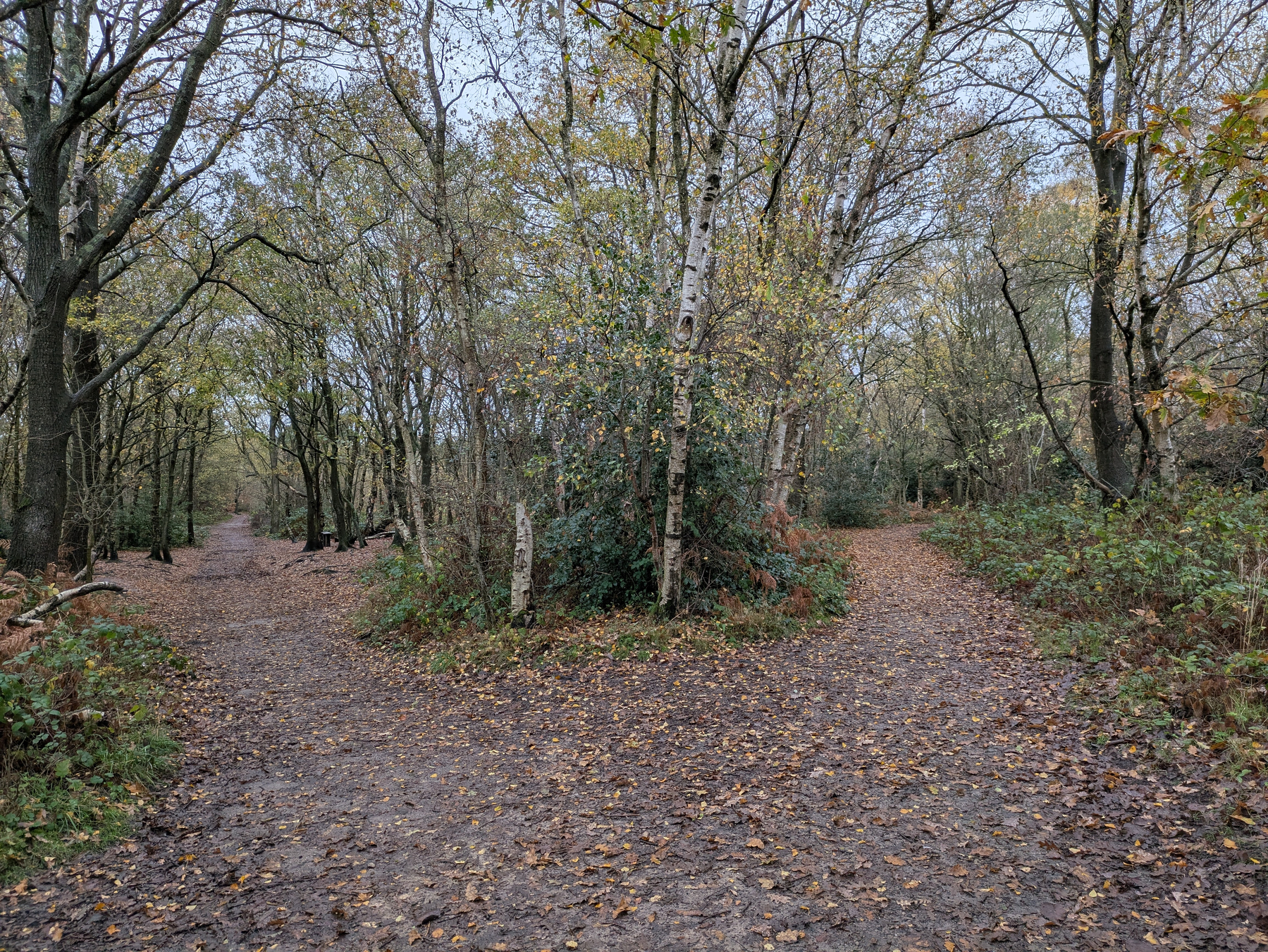 A forked path in a wooded forest area is outlined by trees and fallen leaves.