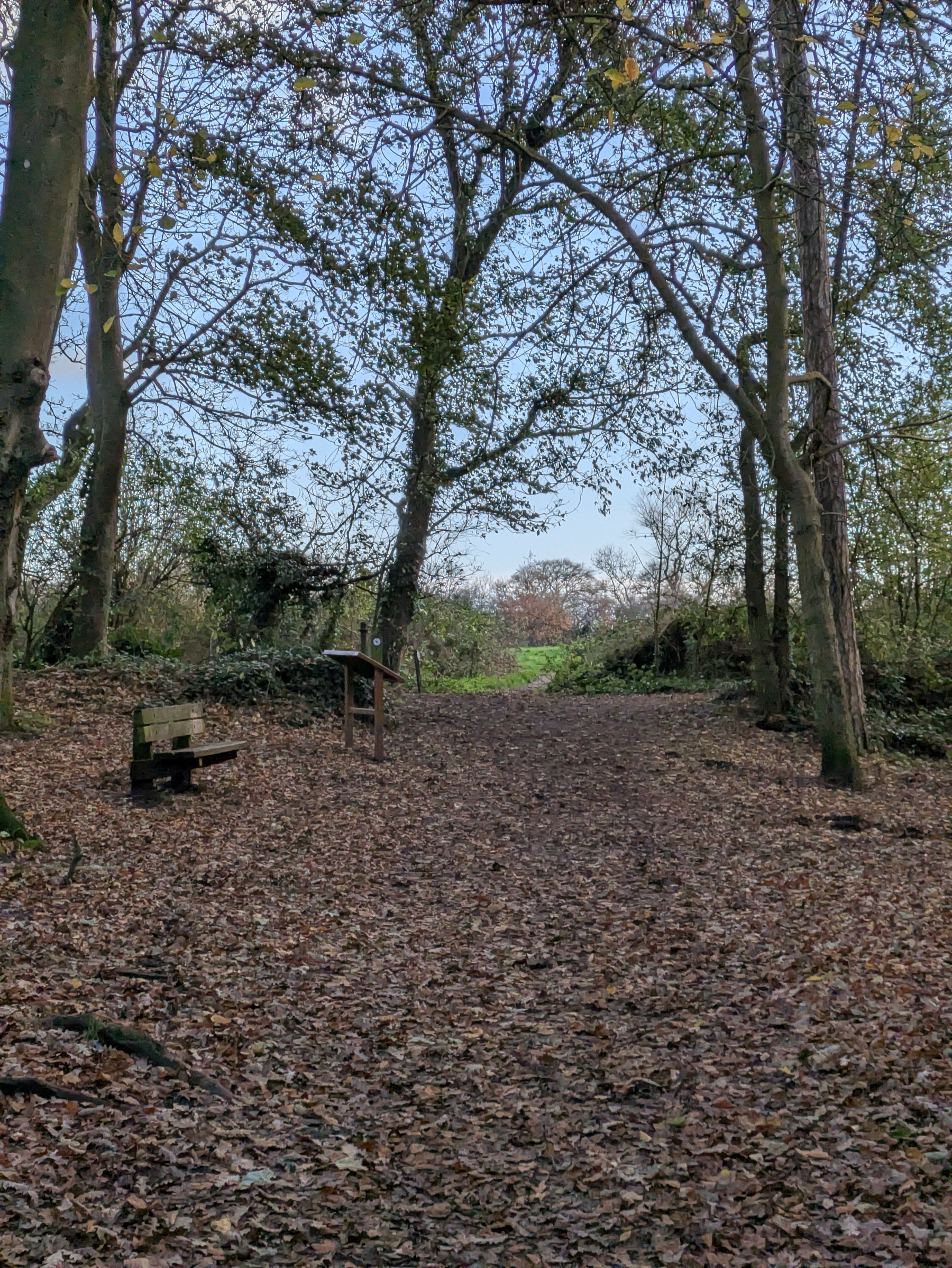 A peaceful wooded path covered in fallen leaves leads to an open clearing, with a bench and information sign along the way.