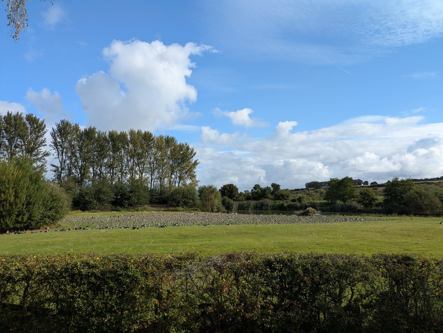 View of field with hedge in foreground, trees and bushes in the distance and thousands of waders next to a small pond.