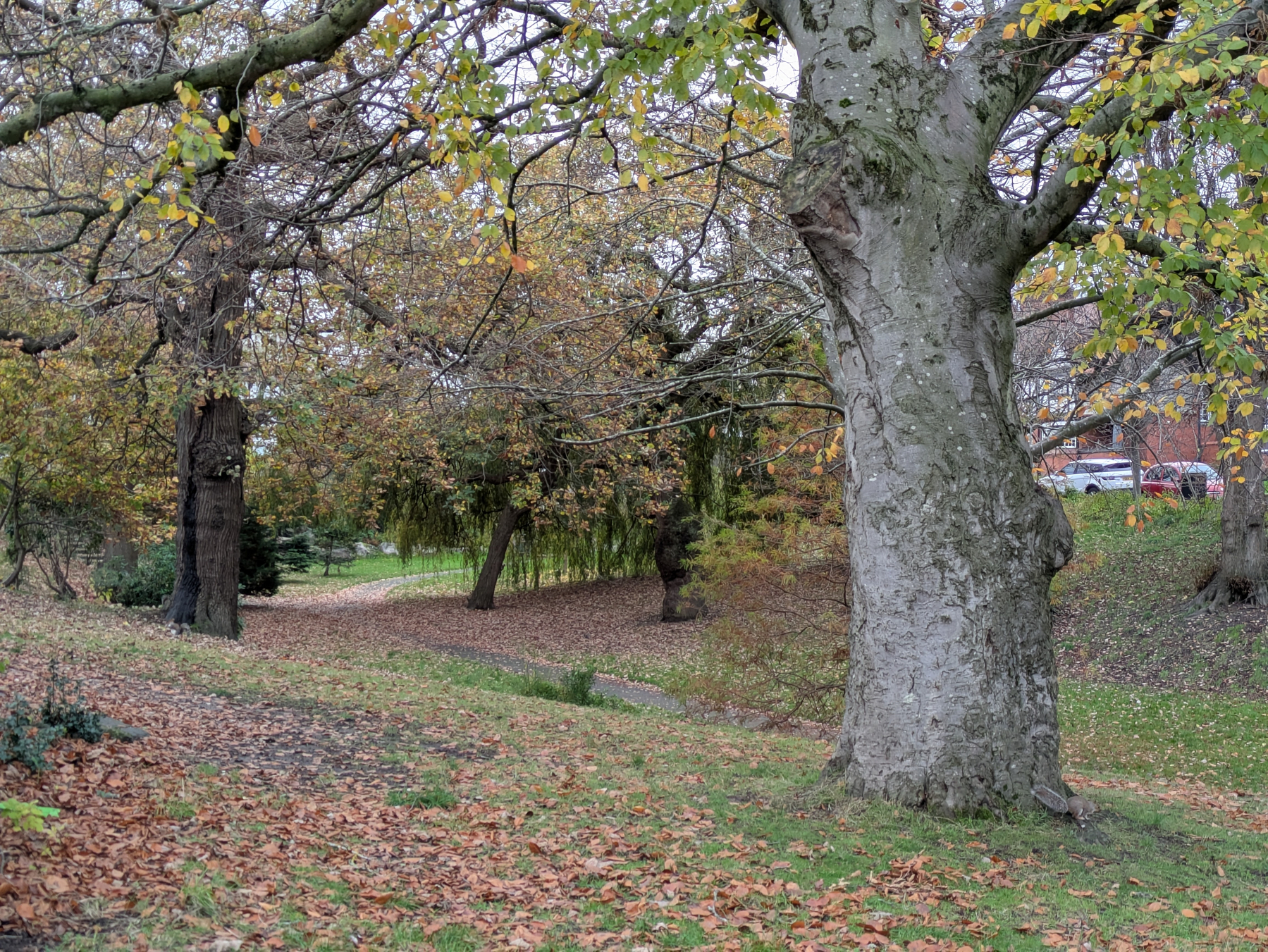 A peaceful park scene features large trees with autumn leaves scattered on the ground and a glimpse of a path and buildings in the background.