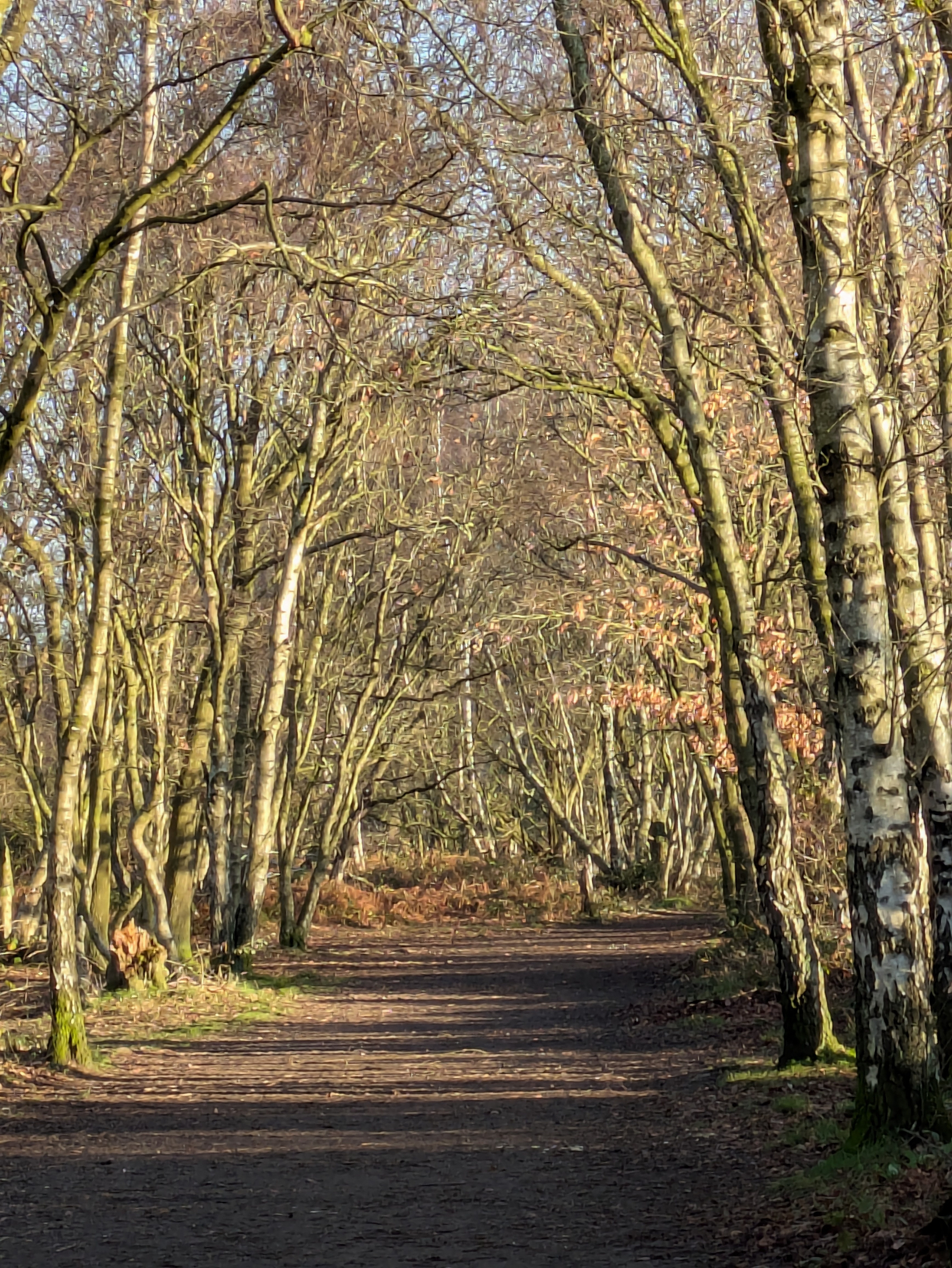 A sunlit forest path is flanked by tall, leafless trees with dappled light filtering through the branches.