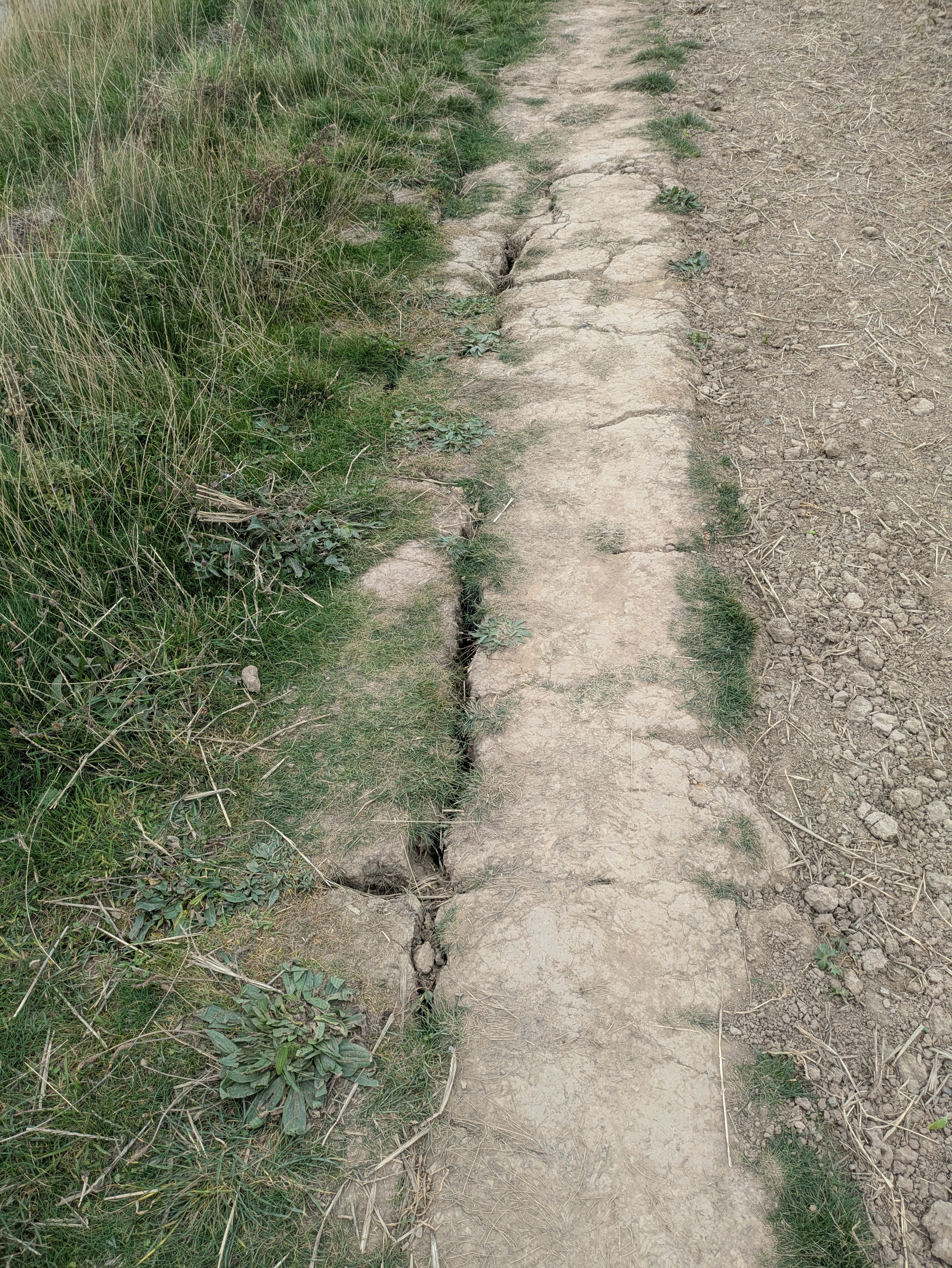 A dry, cracked path runs alongside patches of grass and small plants.