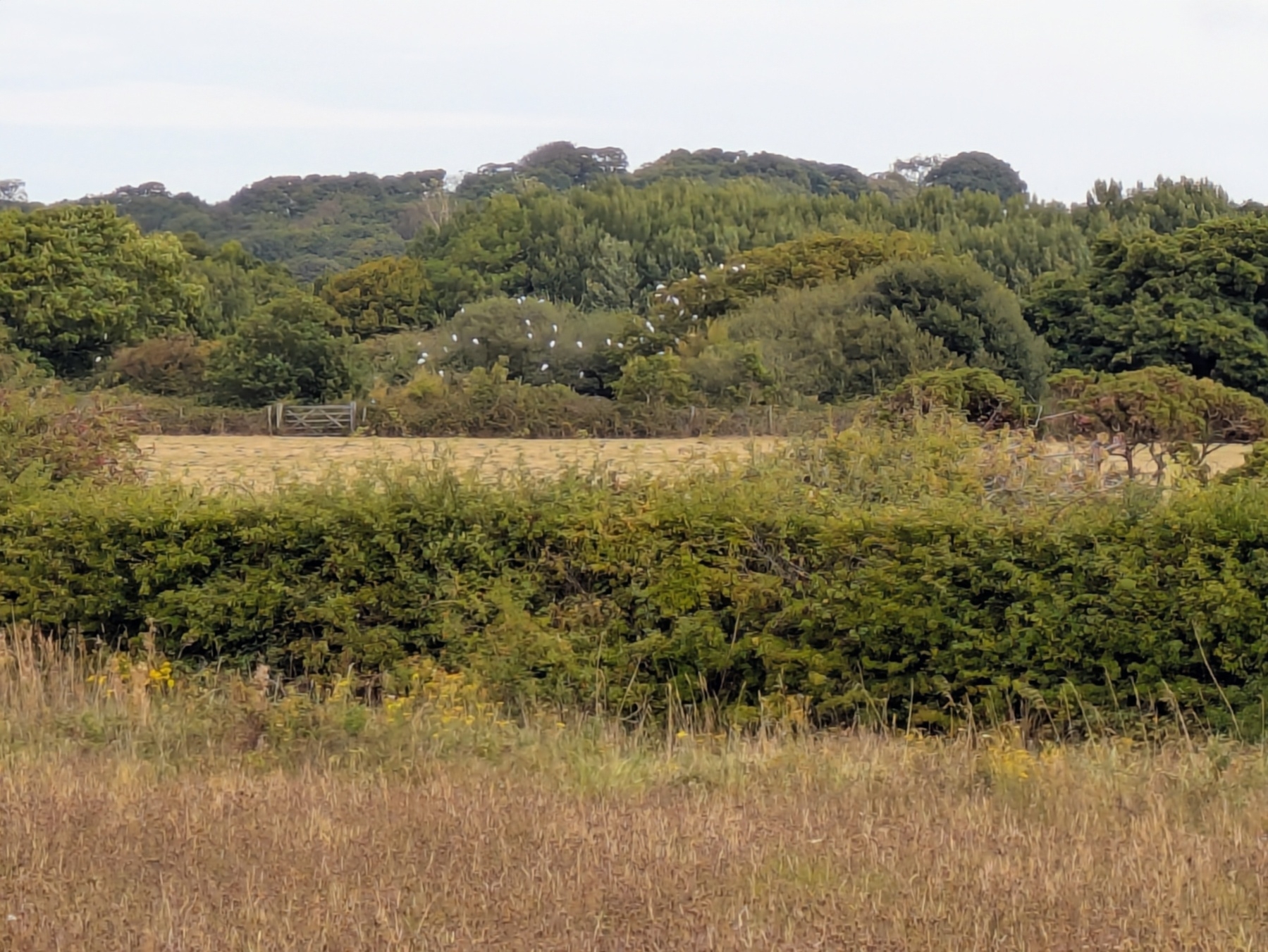 A serene rural landscape with a field, distant trees, and a flock of birds roosting.