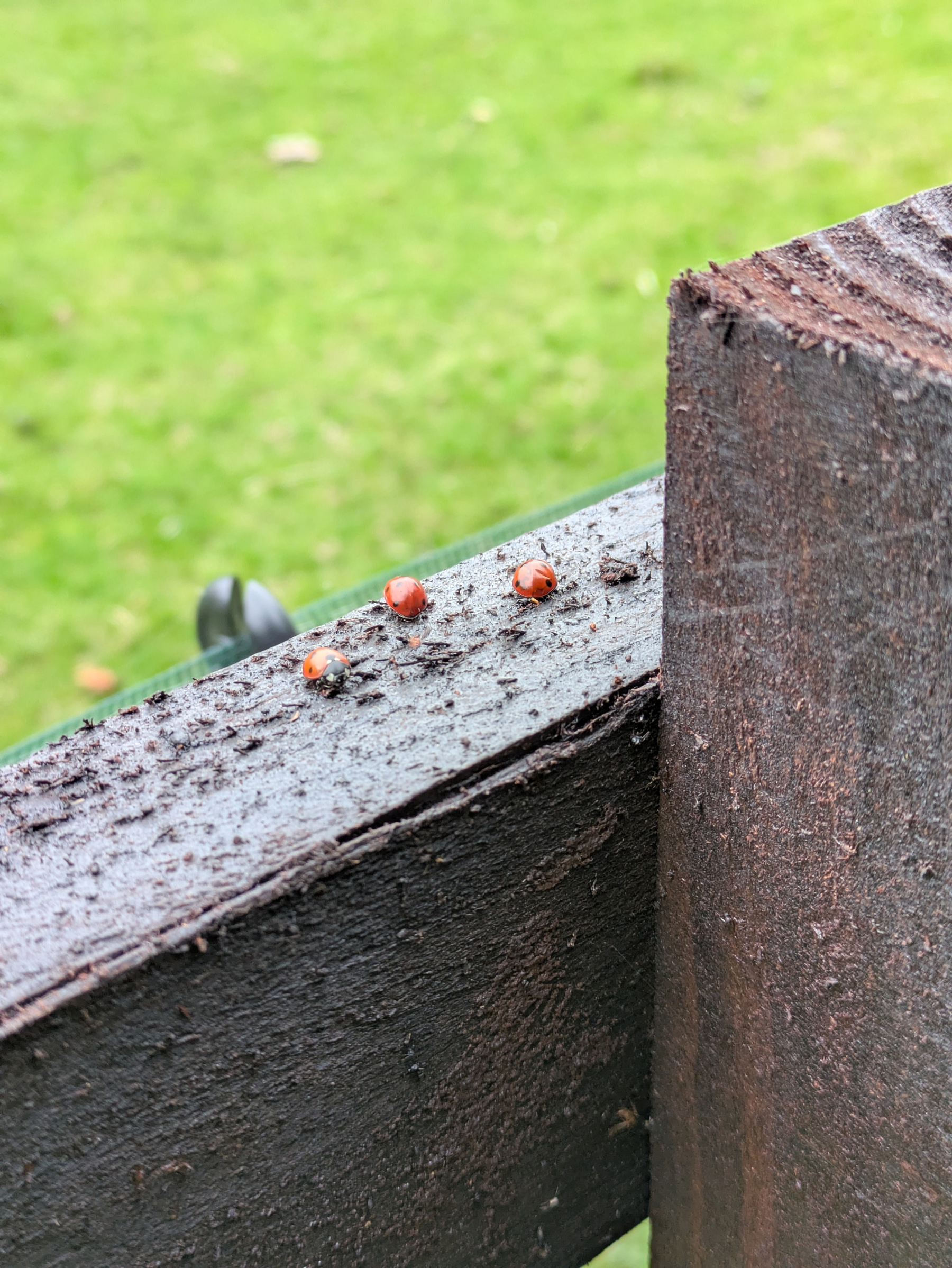 Three ladybugs are resting on a weathered wooden fence with green grass in the background.