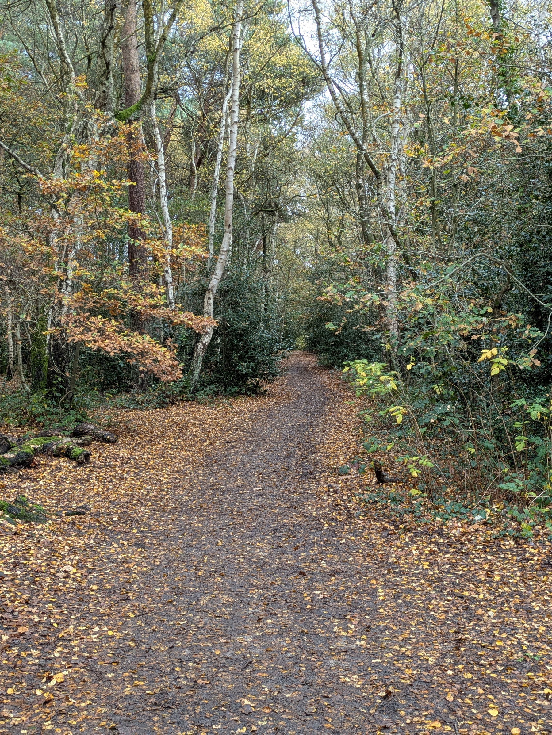 A forest path is blanketed with fallen autumn leaves and lined with trees in various stages of fall foliage.