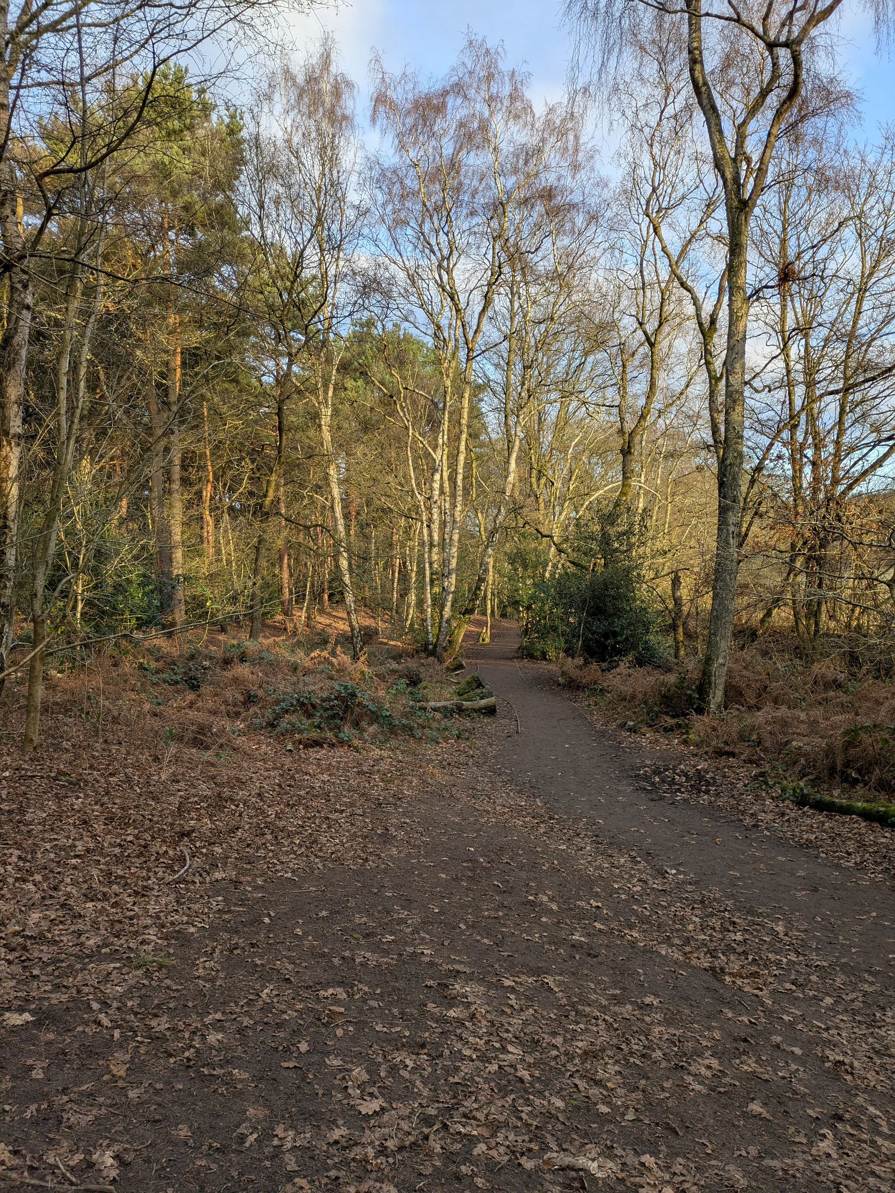 A peaceful forest path is surrounded by leaf-covered ground and tall, leafless trees under a partly cloudy sky.