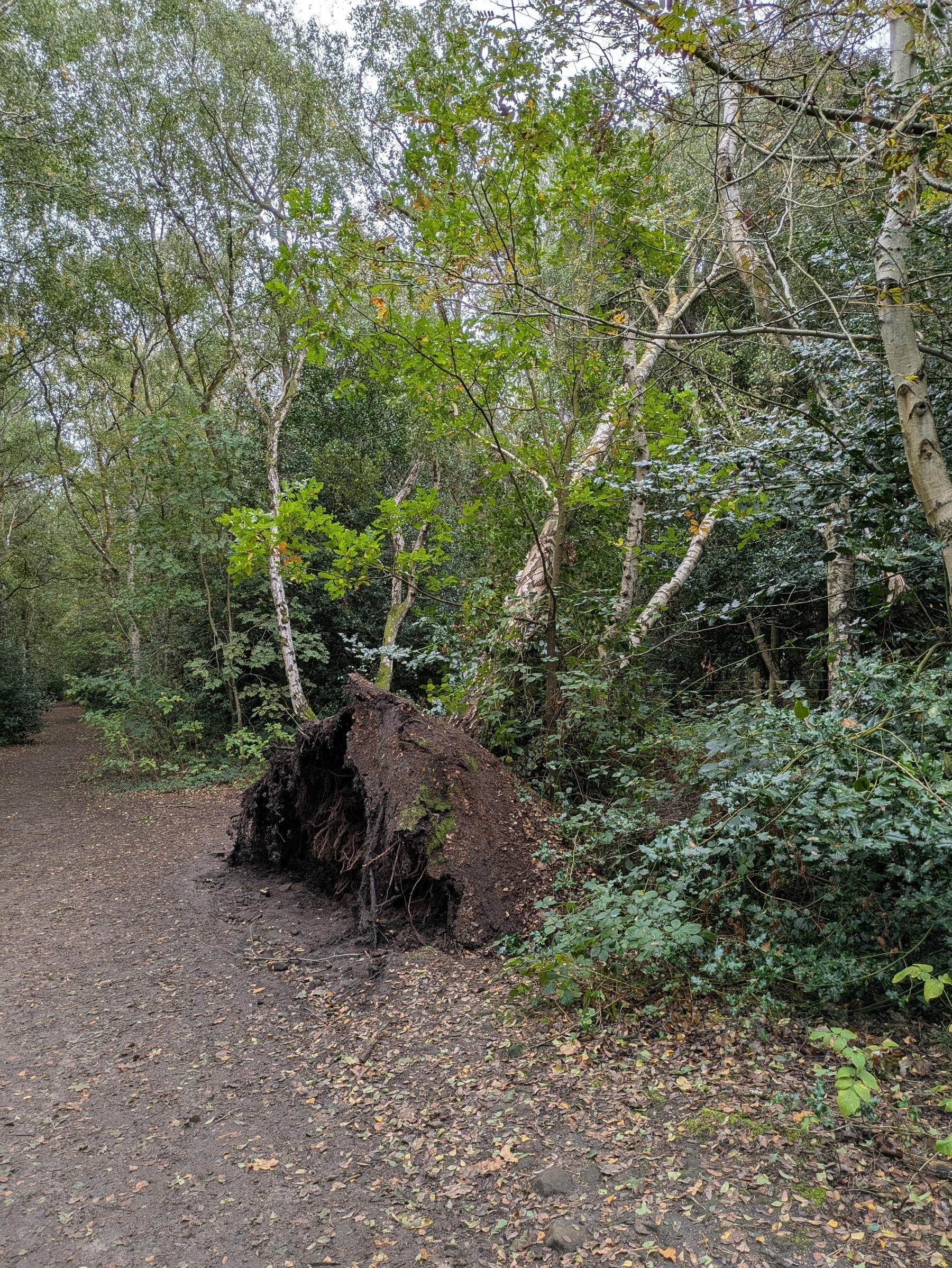 A fallen tree with exposed roots lies amidst a dense forest area next to a dirt path.
