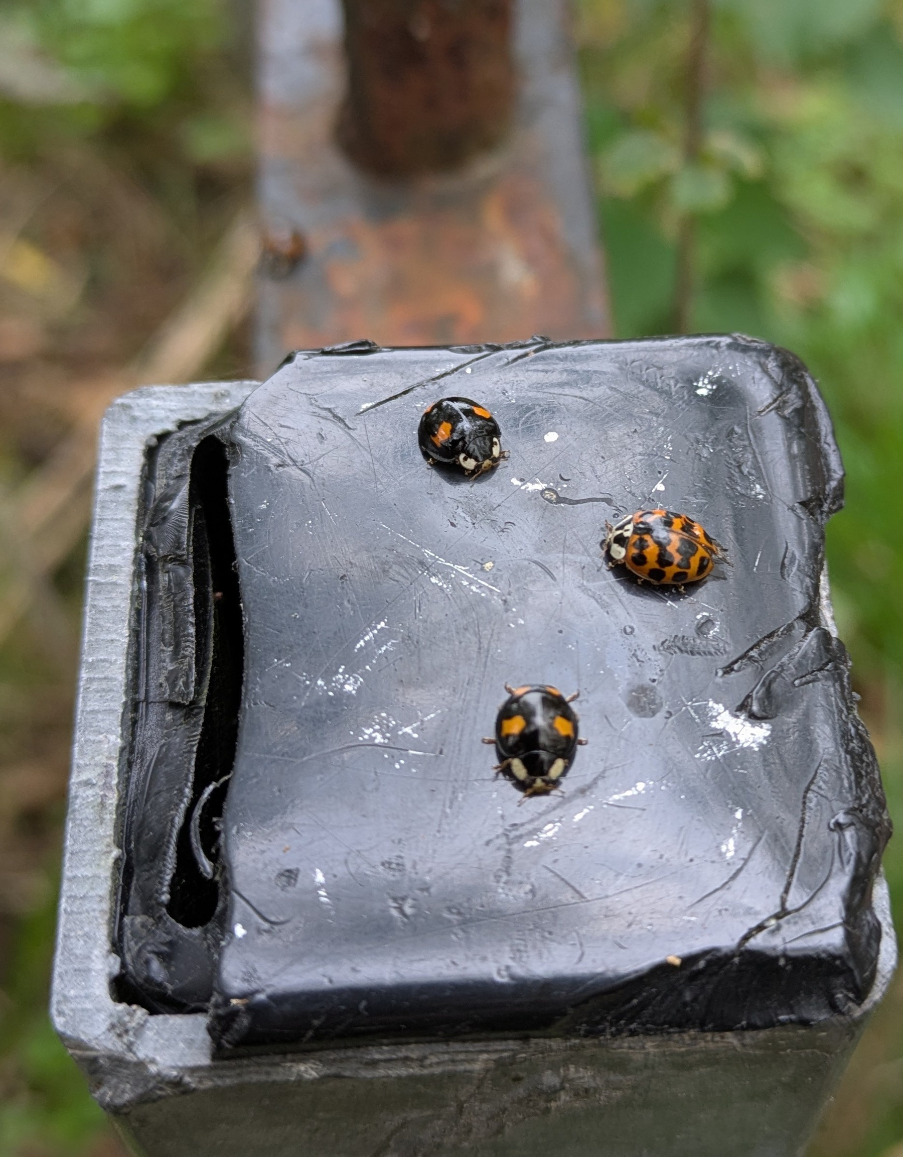 Three ladybirds are crawling on a black-topped fencepost. 