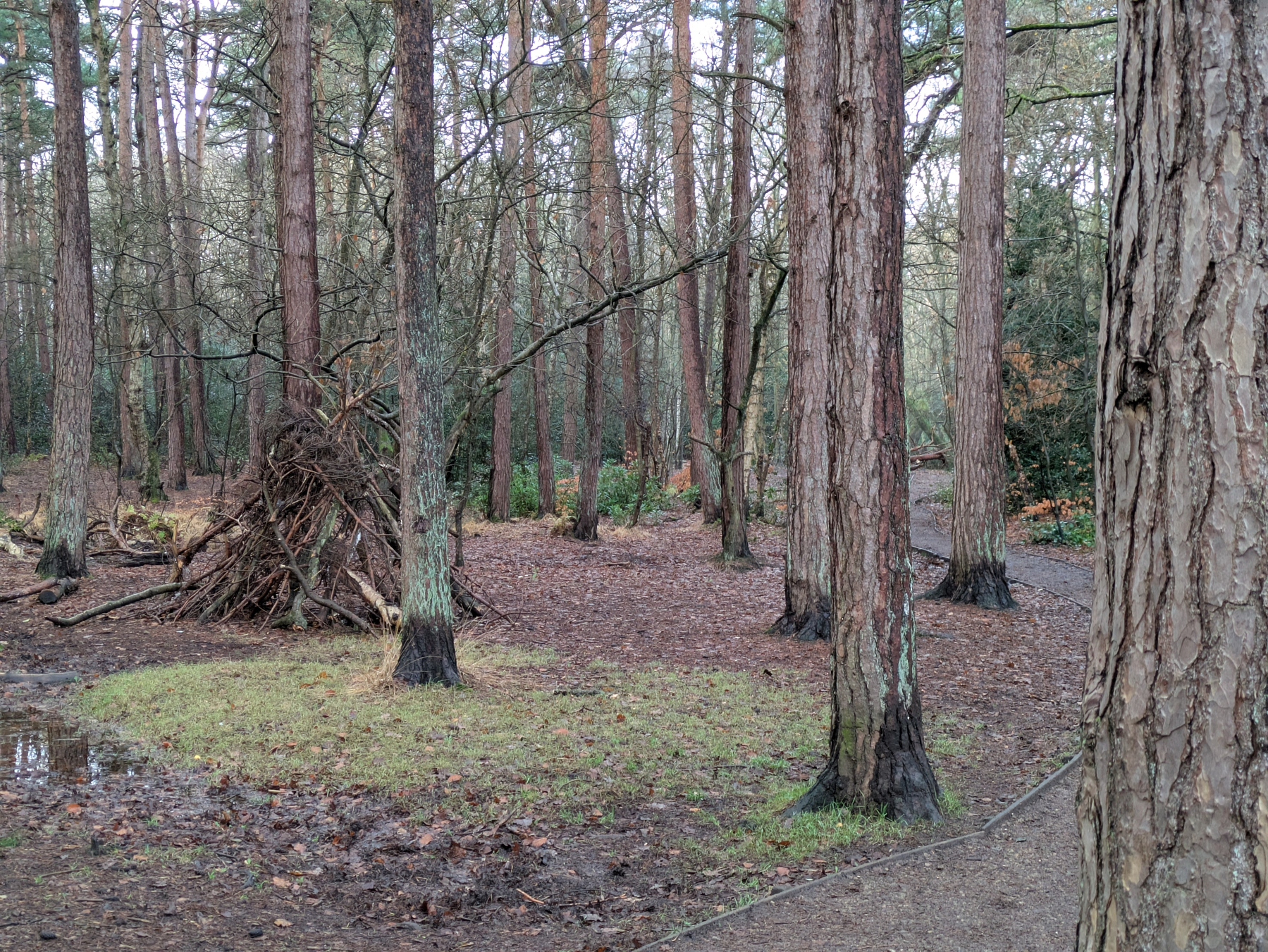 A forest scene features tall trees, a small shelter made from branches, and a winding path on the right.
