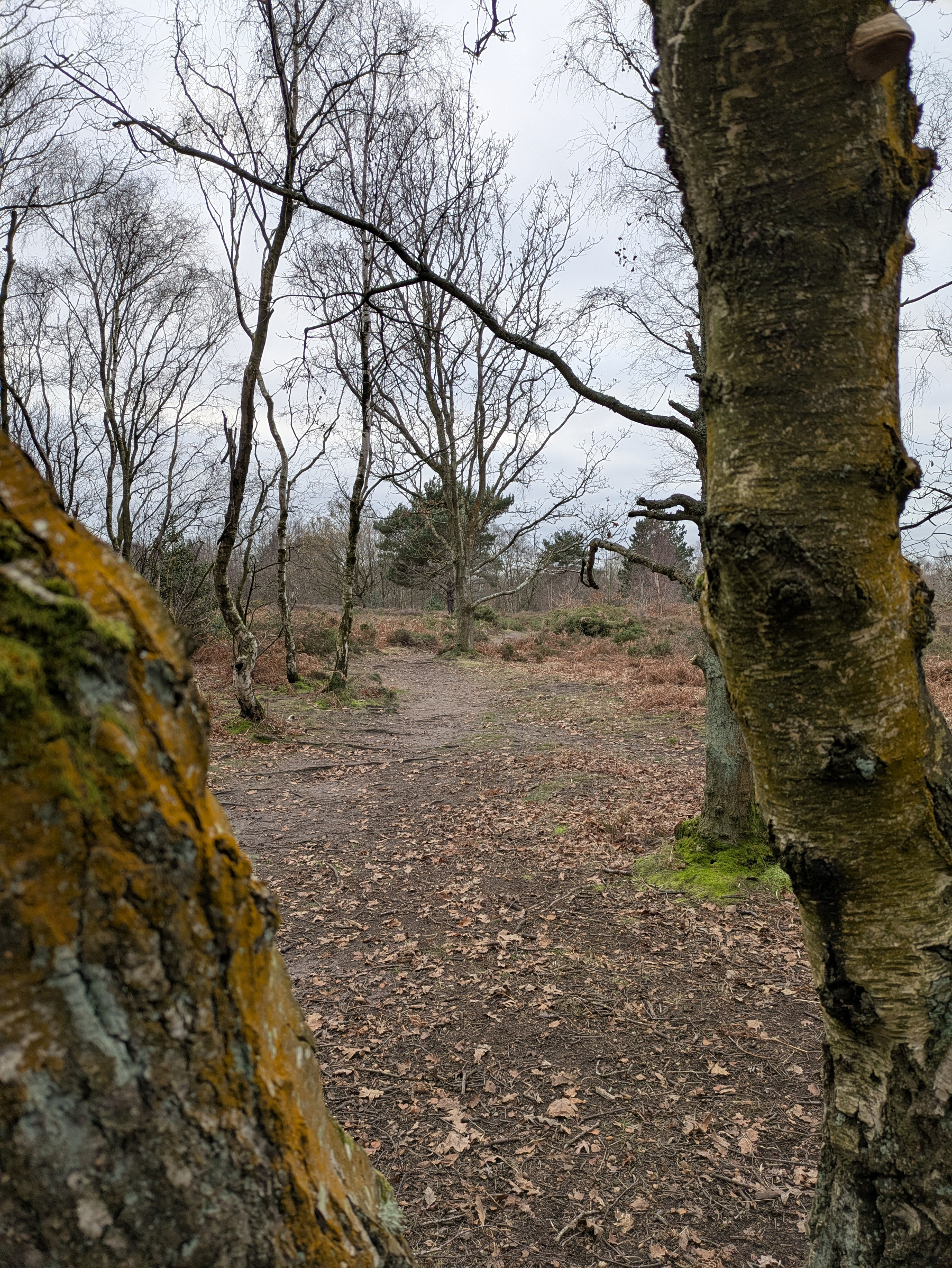 A woodland path is framed by bare trees with patches of moss, surrounded by fallen leaves and sparse undergrowth.