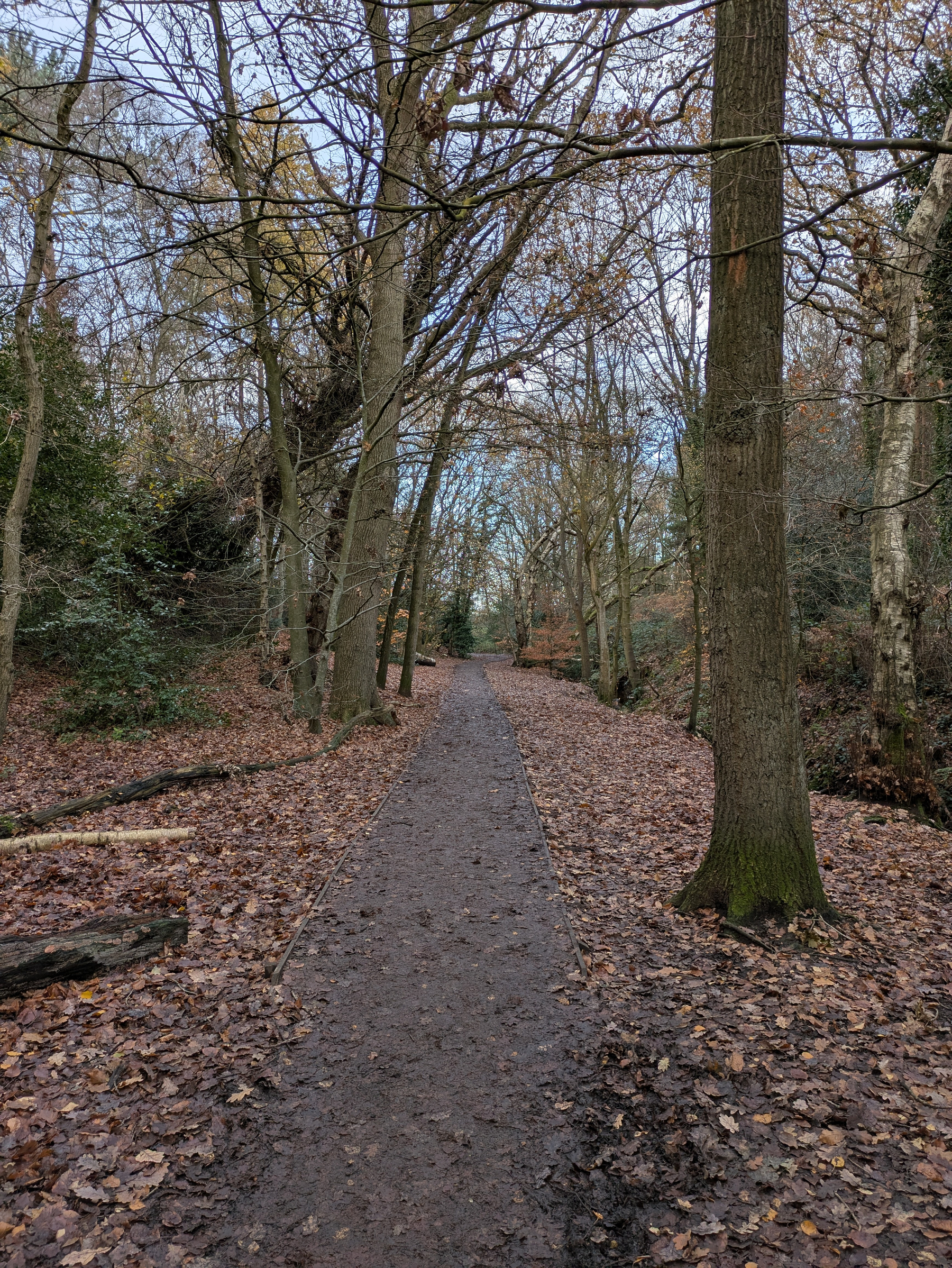 A narrow path covered in fallen leaves winds through a forest with tall, leafless trees.