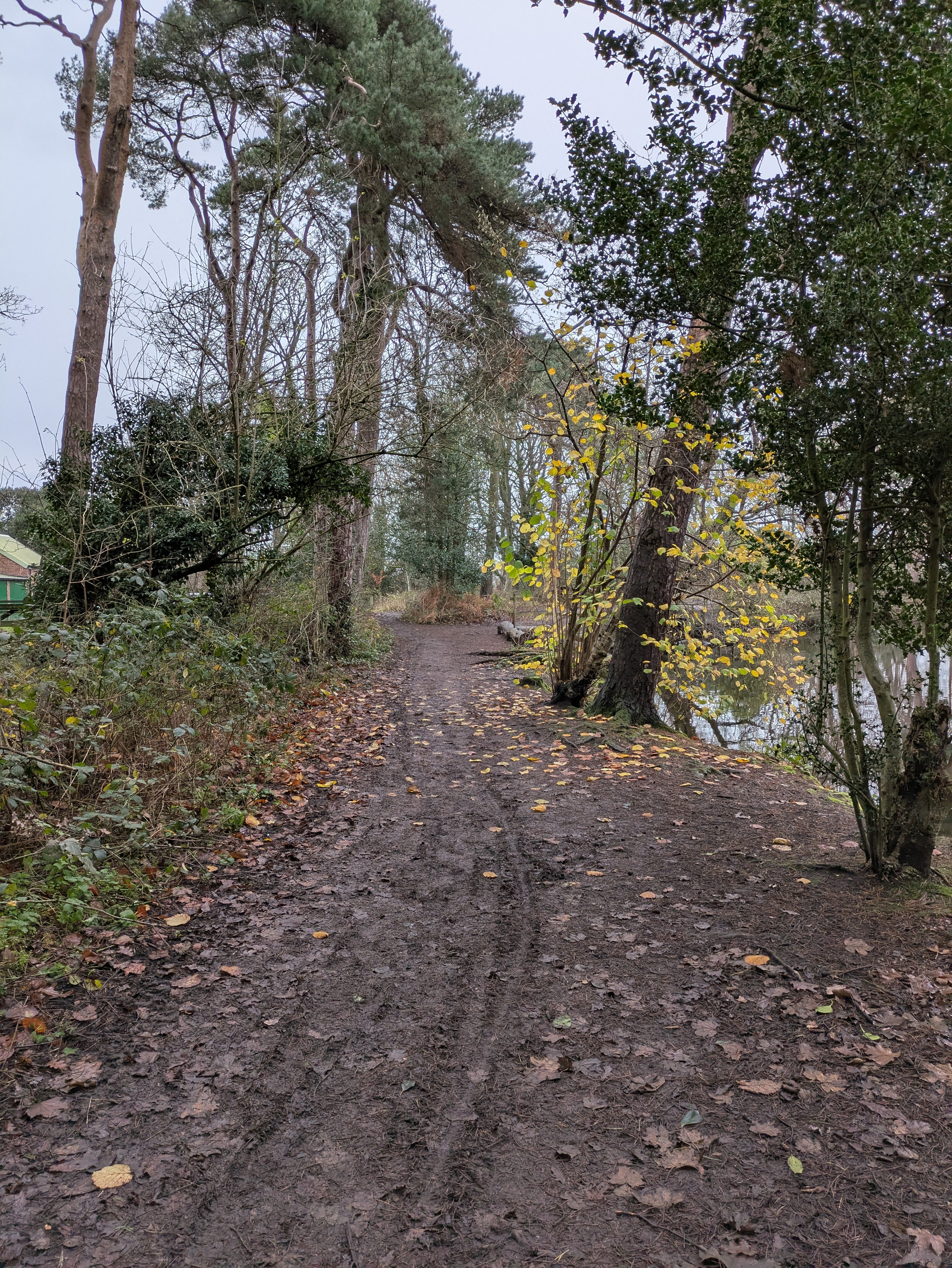 A muddy forest path is flanked by trees on a cloudy day.