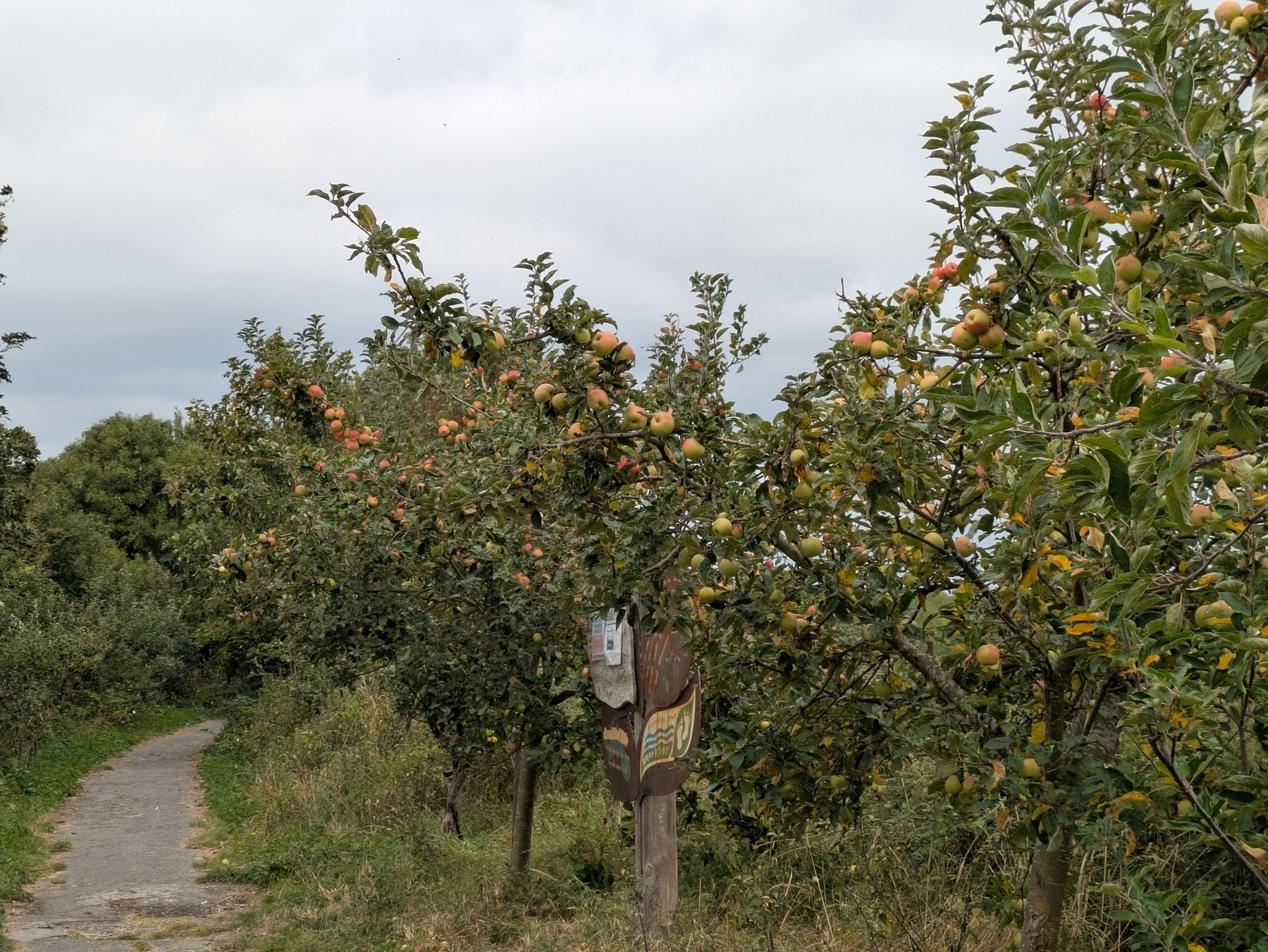 A path winds through an orchard with apple trees full of fruit, accompanied by a wooden sign.