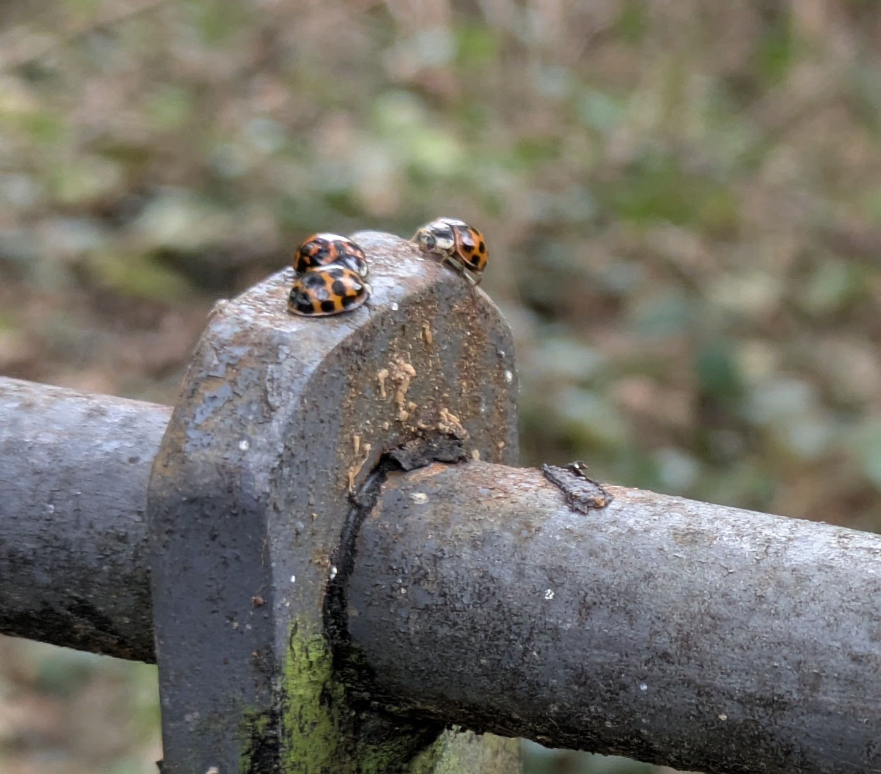 Three ladybirds are clustered together on a weathered, moss-covered railing.