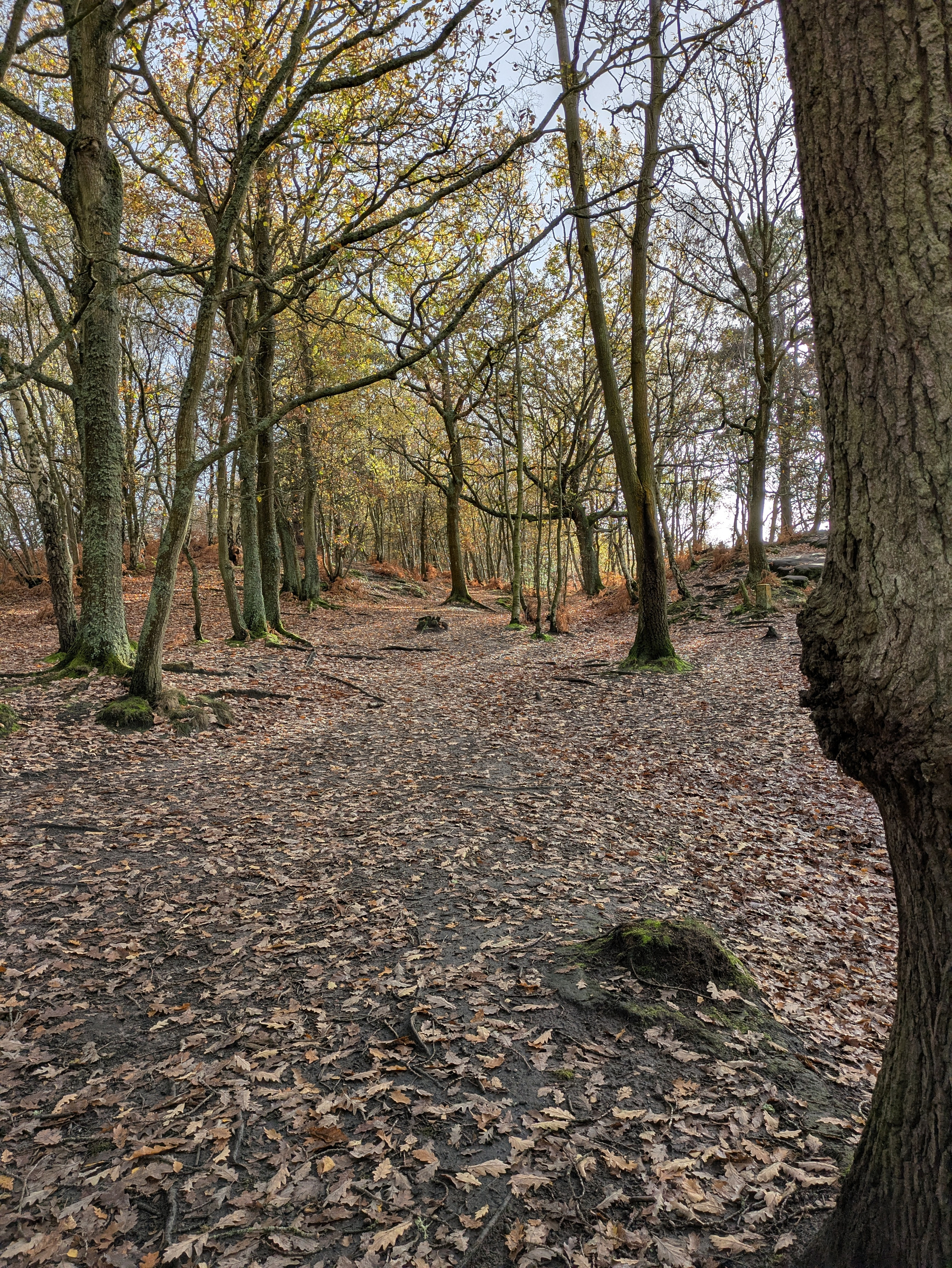 A forest path winds through tall trees with a carpet of fallen leaves on the ground.