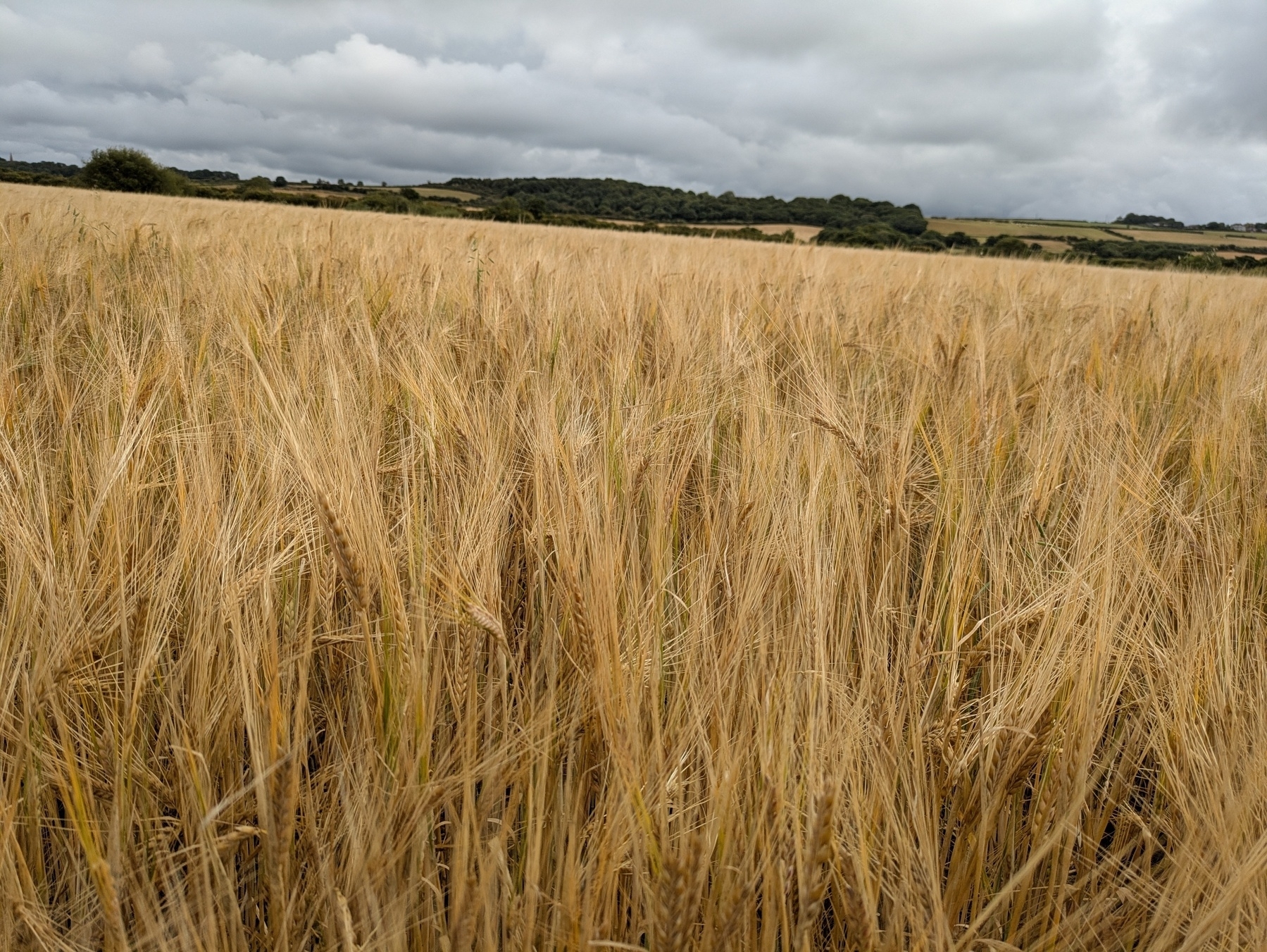 A field of ripe barley (?) seen from the edge withe a wooded ridge in the background under a cloudy sky.