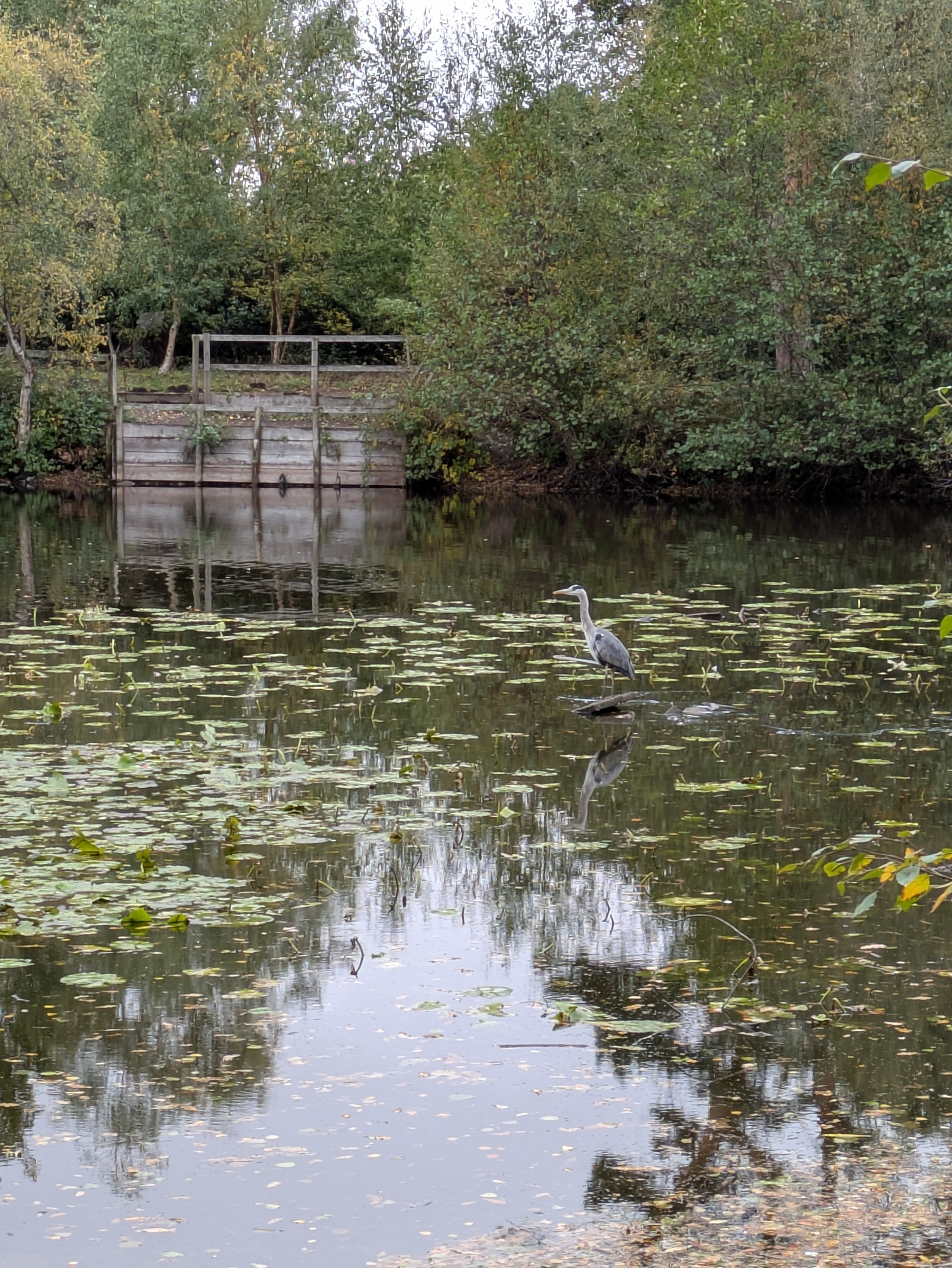 A heron stands in a tranquil pond surrounded by lily pads and a backdrop of lush greenery.