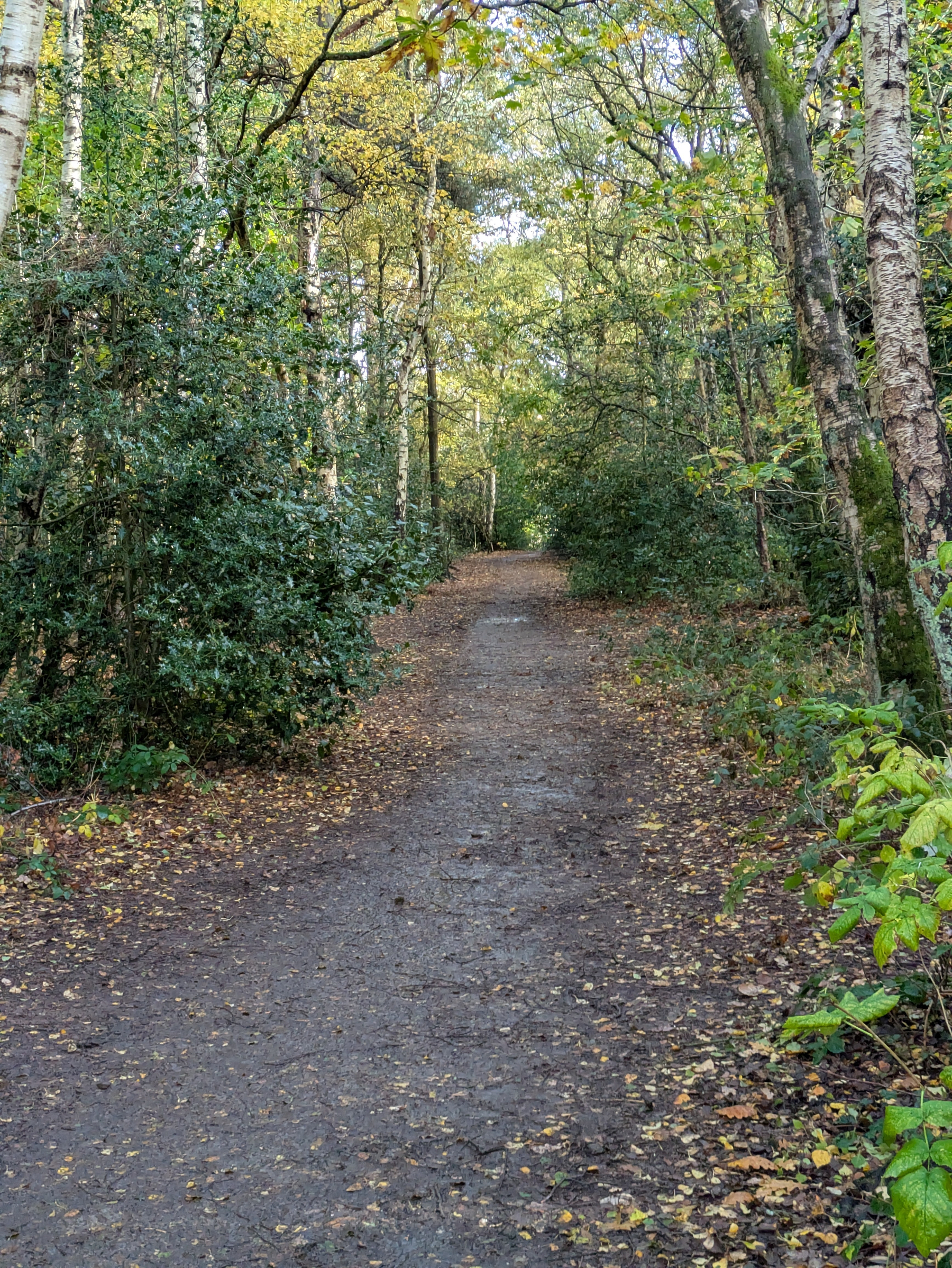 A serene forest pathway lined with trees and scattered fallen leaves leads into a lush, green distance.