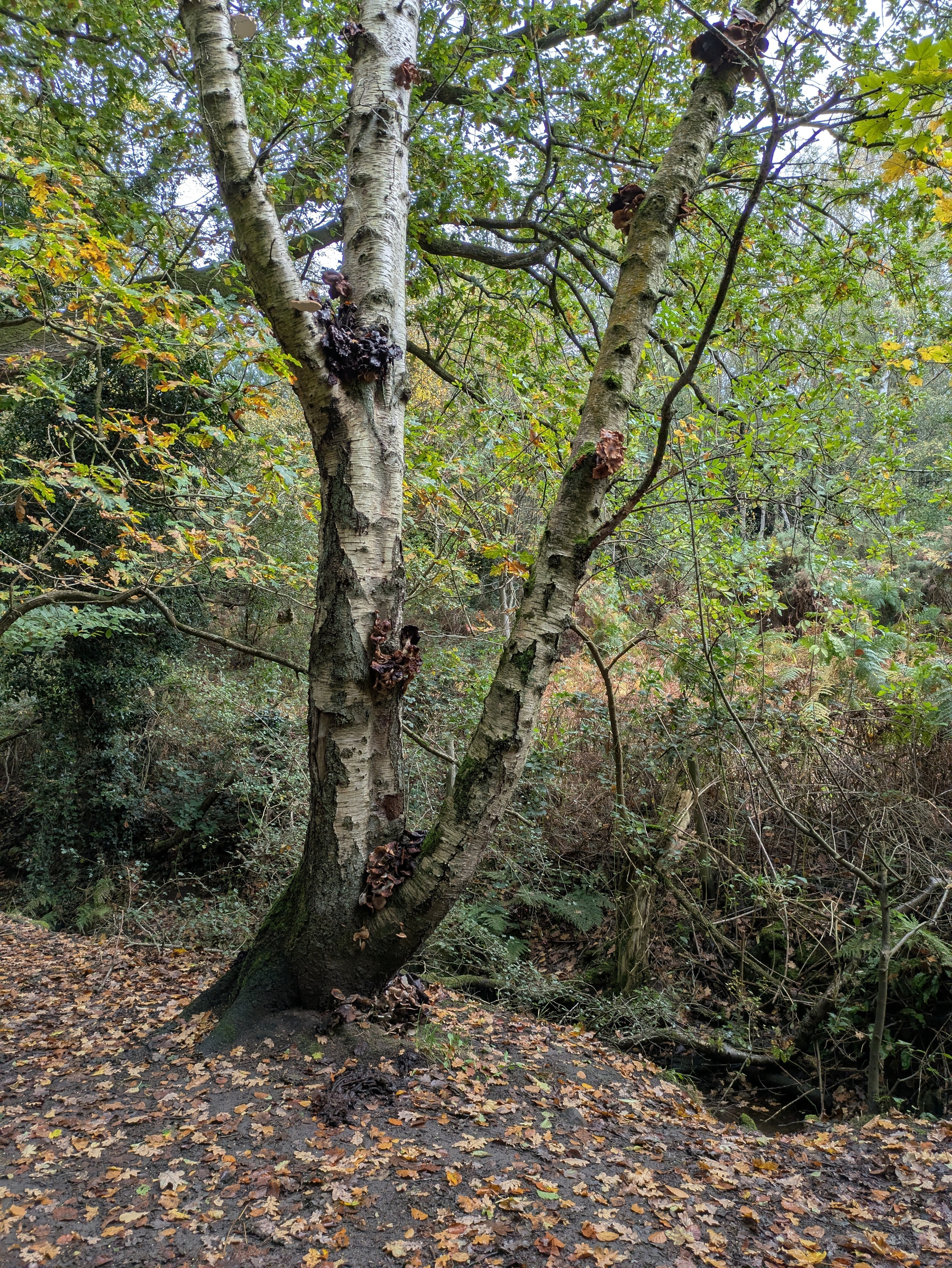 A tree with multiple branches stands in a forest area, surrounded by fallen leaves and dense foliage.