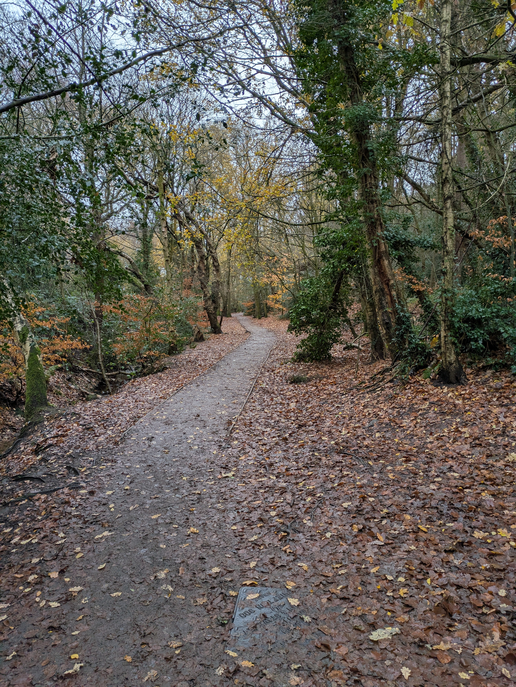 A leaf-covered path winds through a forest with trees displaying autumn foliage.