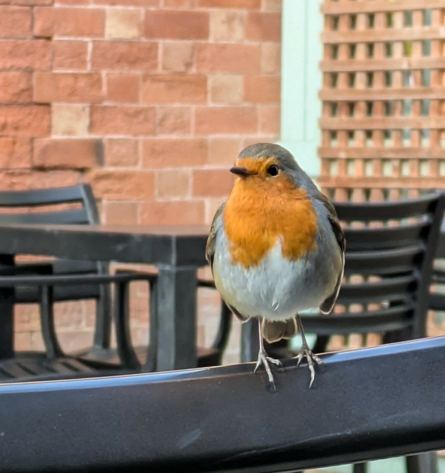 A robin is perched on the back of a black plastic chair in front of a brick wall, trellis and black chairs.