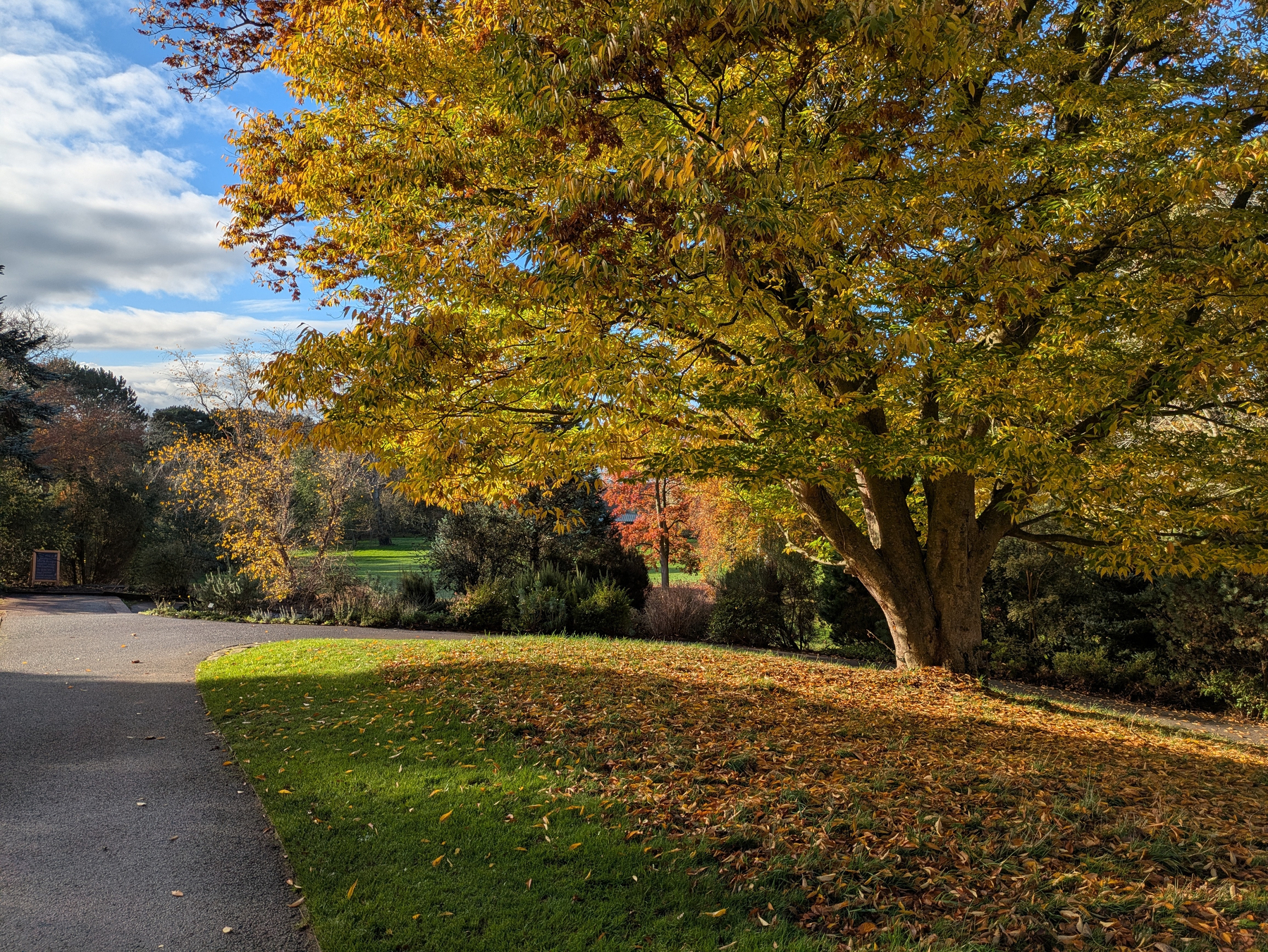 A tree with vibrant autumn leaves stands beside a path in a sunlit park.