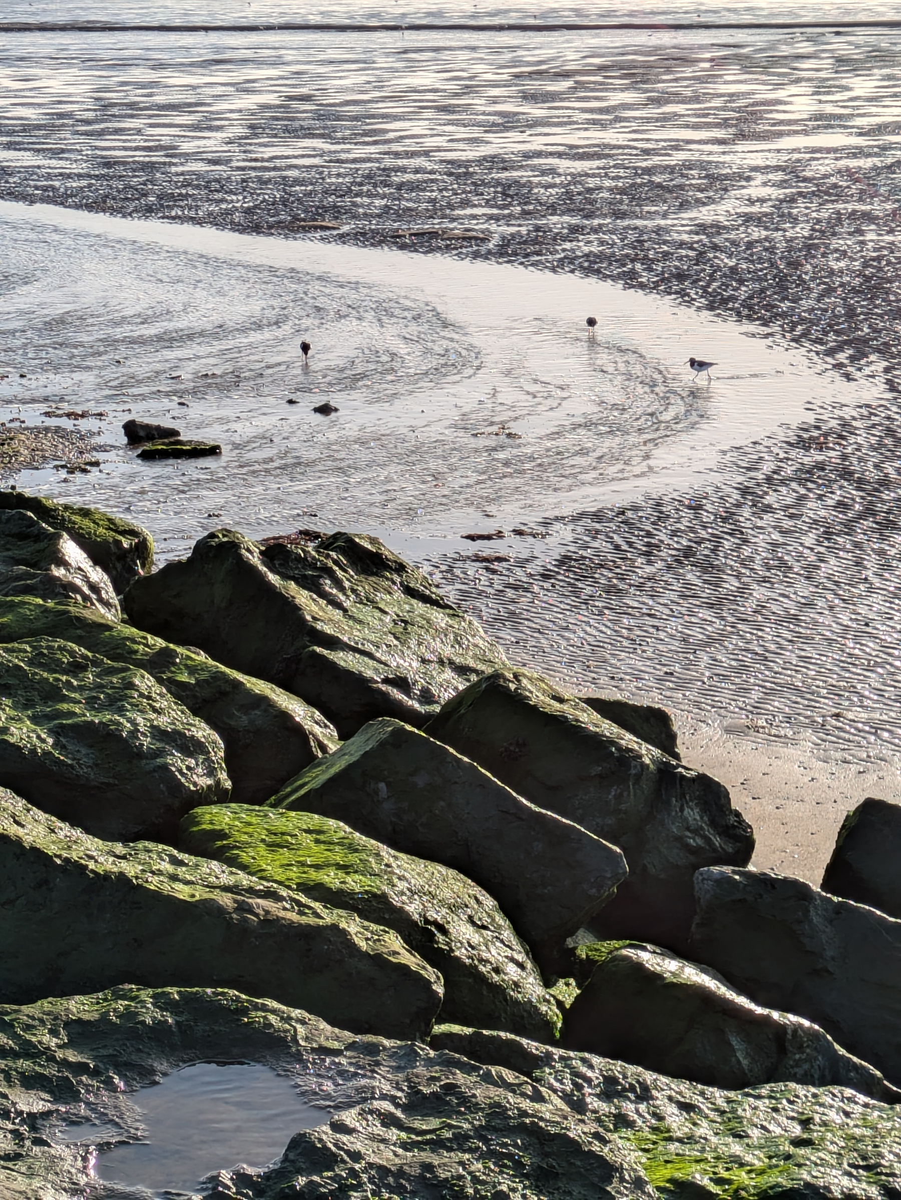 A rocky shoreline covered with green moss is adjacent to a sandy beach with a couple of birds in the background.