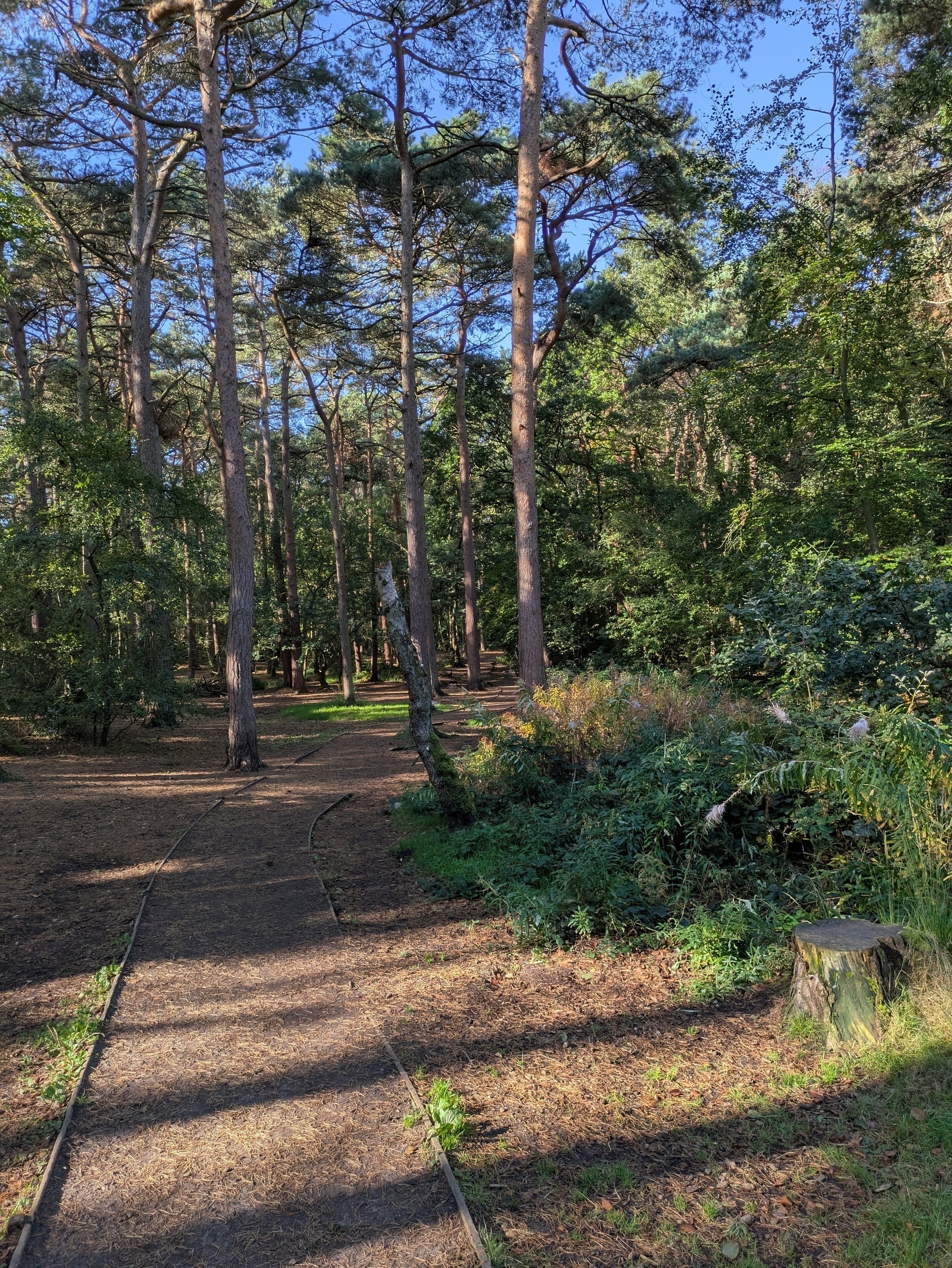 A path winds through a sunlit forest with tall trees and lush greenery.