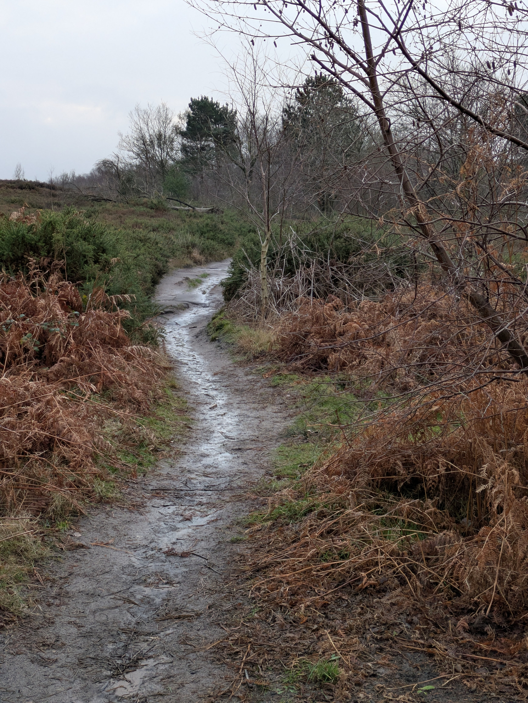 A narrow, muddy path winds through a landscape of bare trees and dry vegetation under an overcast sky.