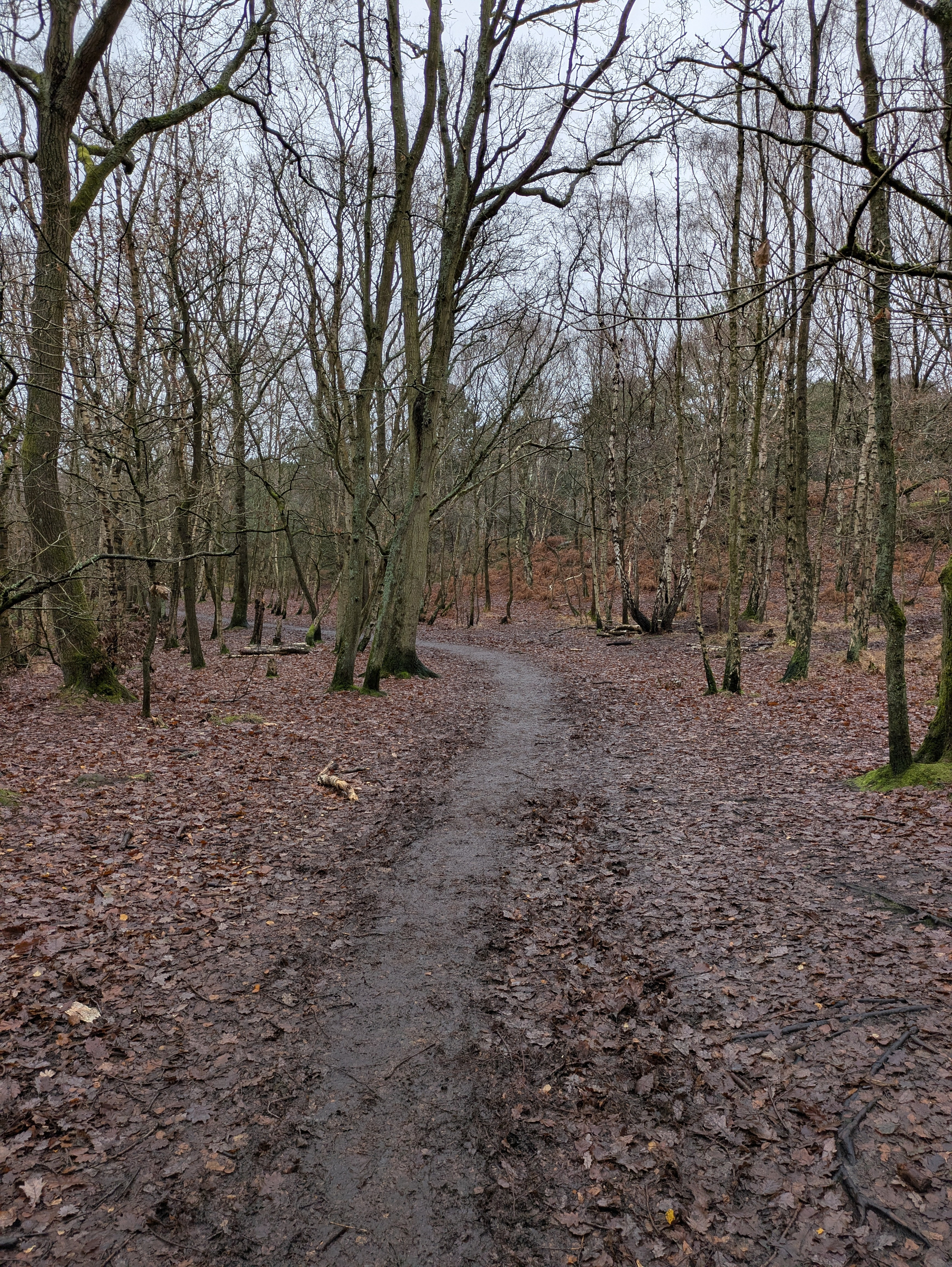 A narrow, muddy path winds through a leafless forest with scattered bare trees.