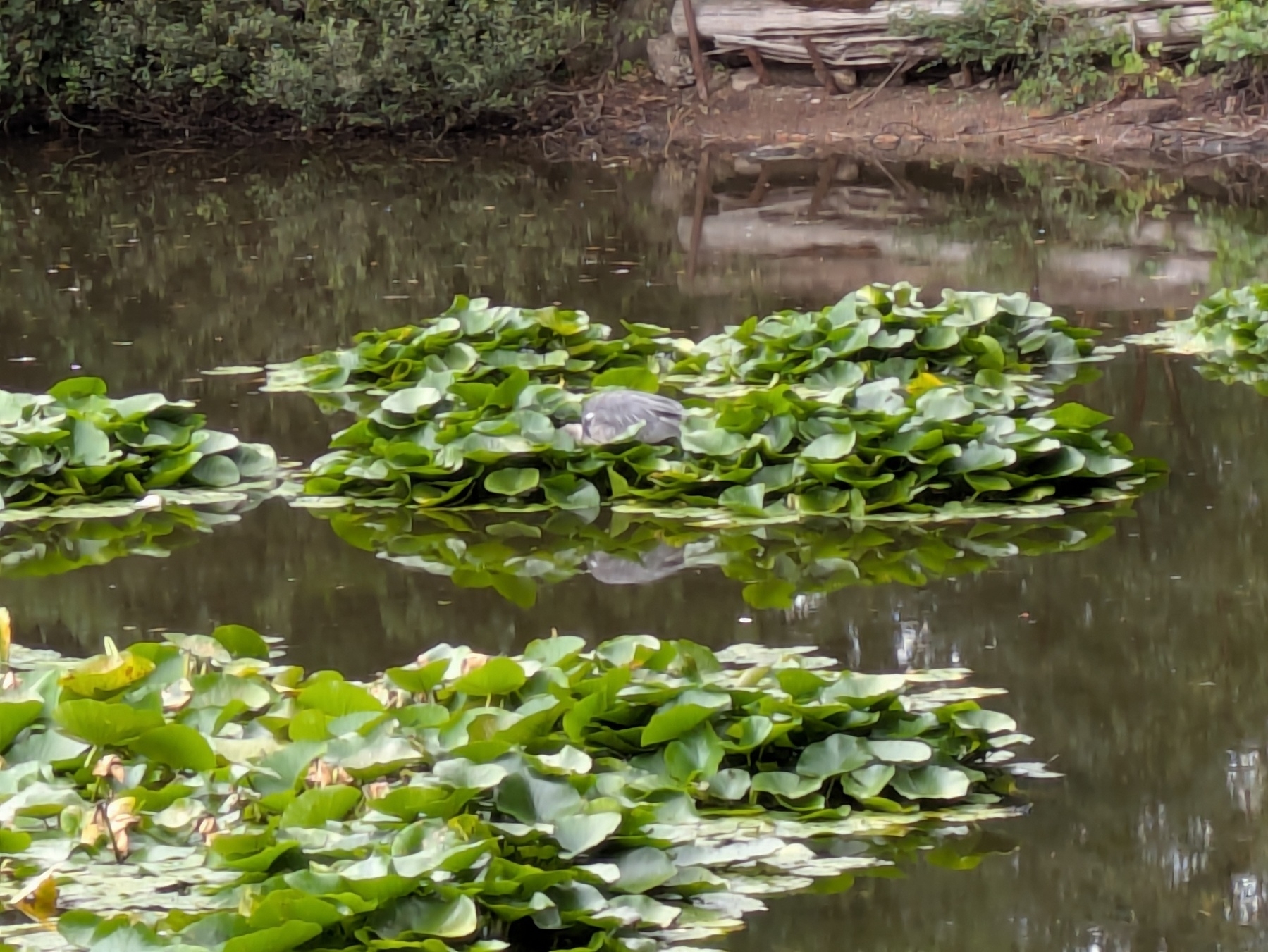 A tranquil pond features clusters of lily pads with a heron resting on one of them.