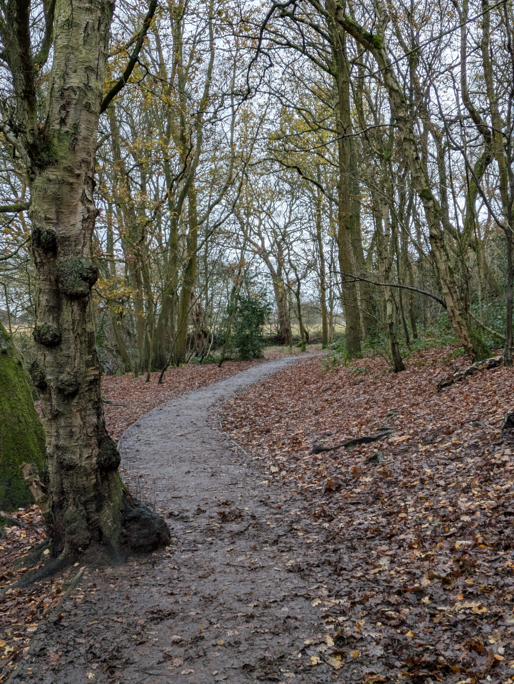 A winding path covered with fallen leaves meanders through a forest of tall, leafless trees.
